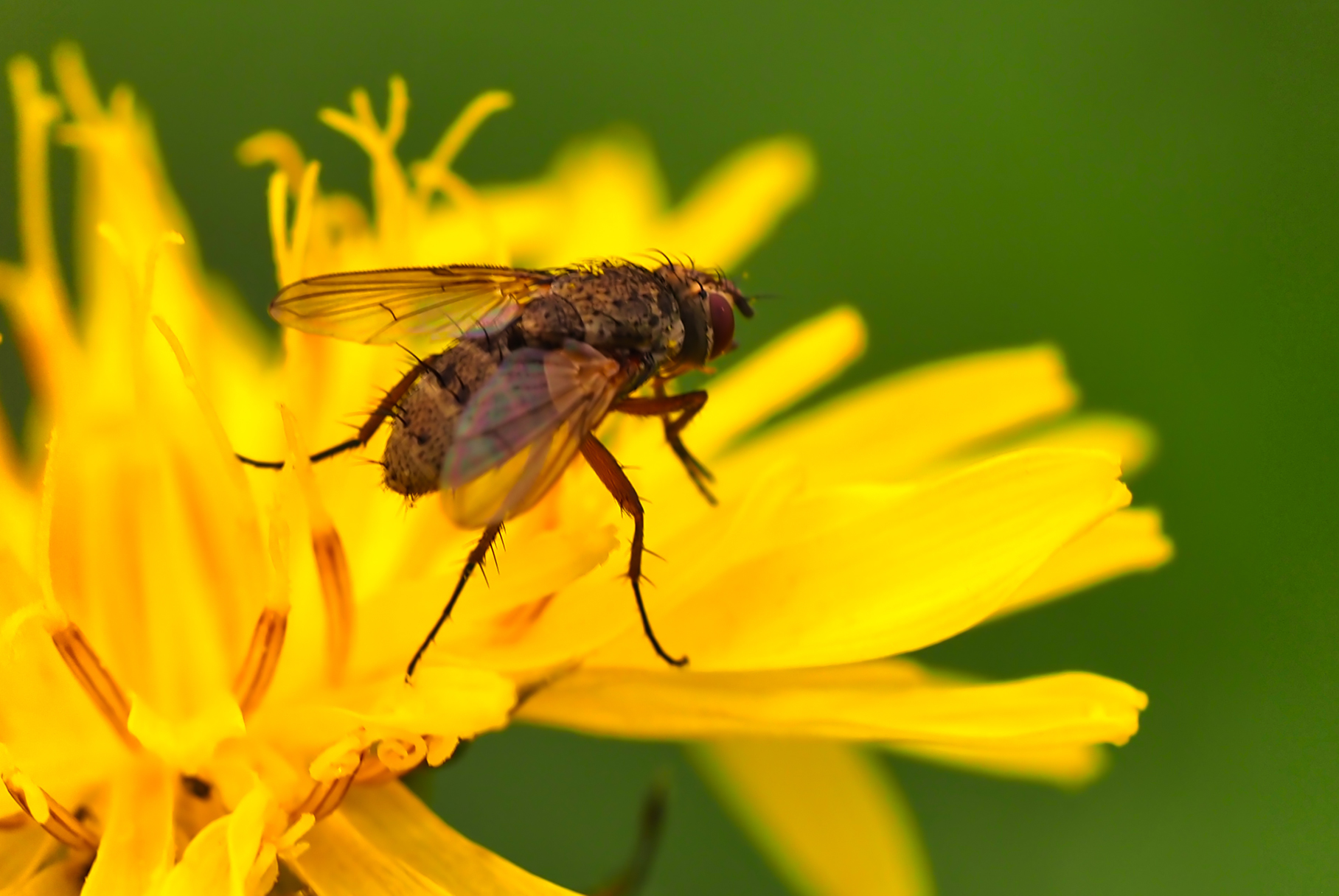 Engelwurz-Hausfliege (Phaonia angelicae)