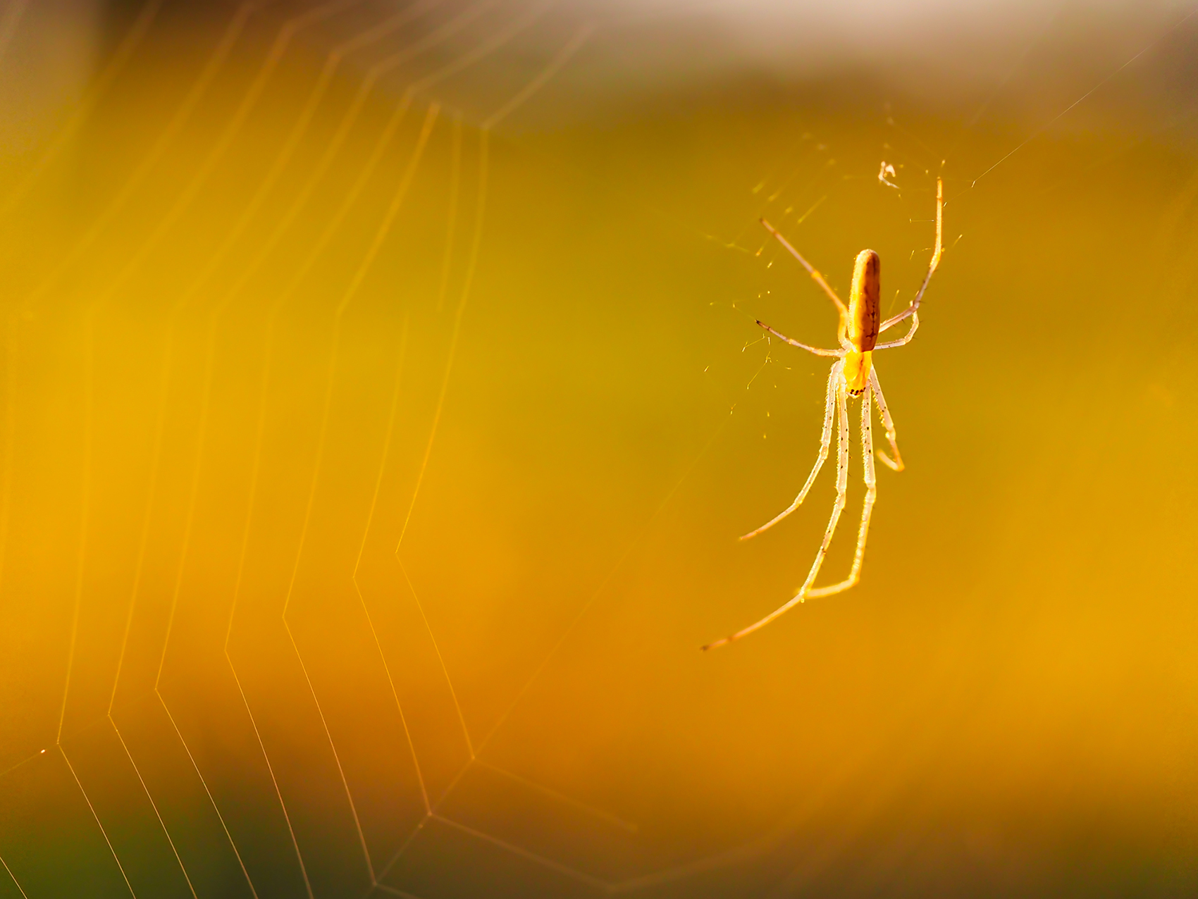 Gemeine Streckerspinne04 (Tetragnatha extensa)