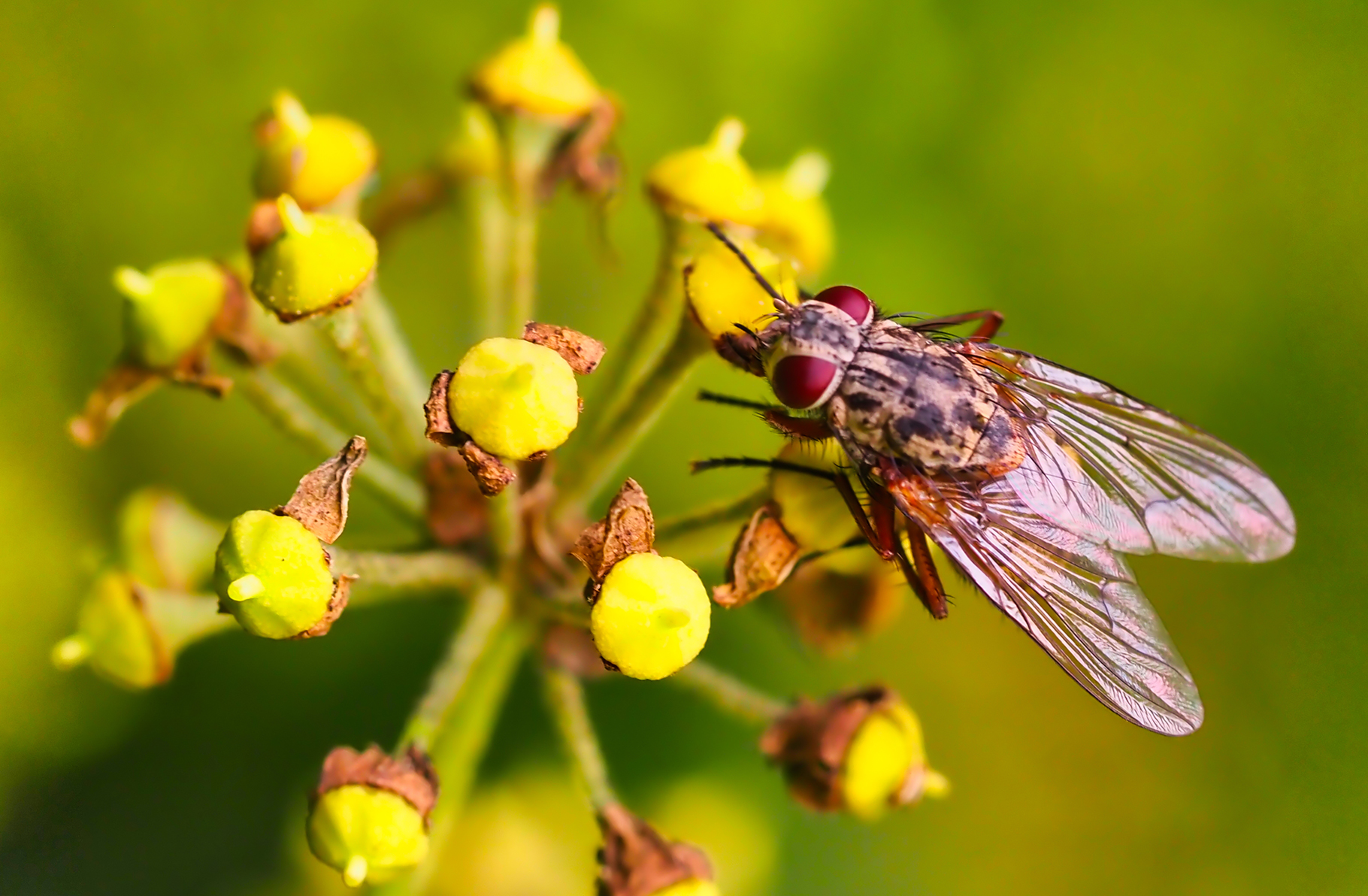 Echte Fliege (Helena evecta)