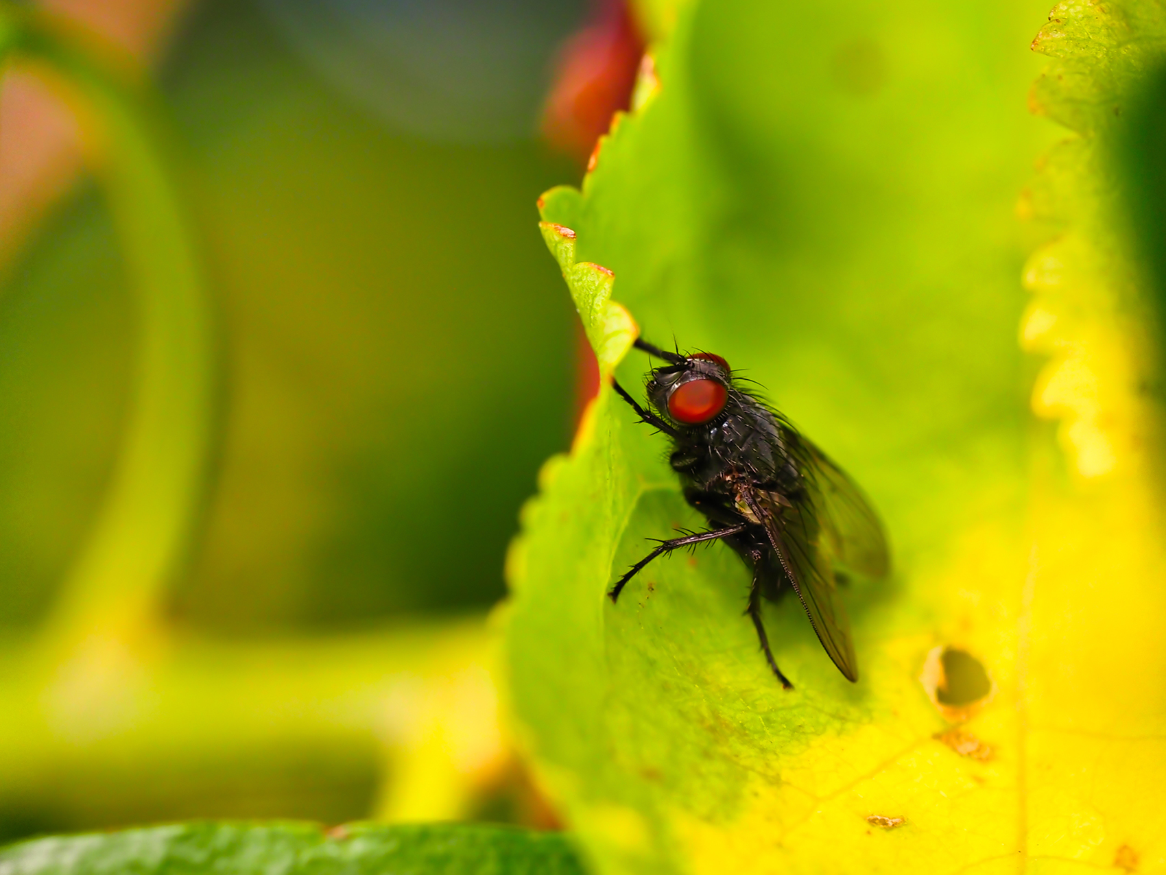 Raupenfliege (Elodia morio)