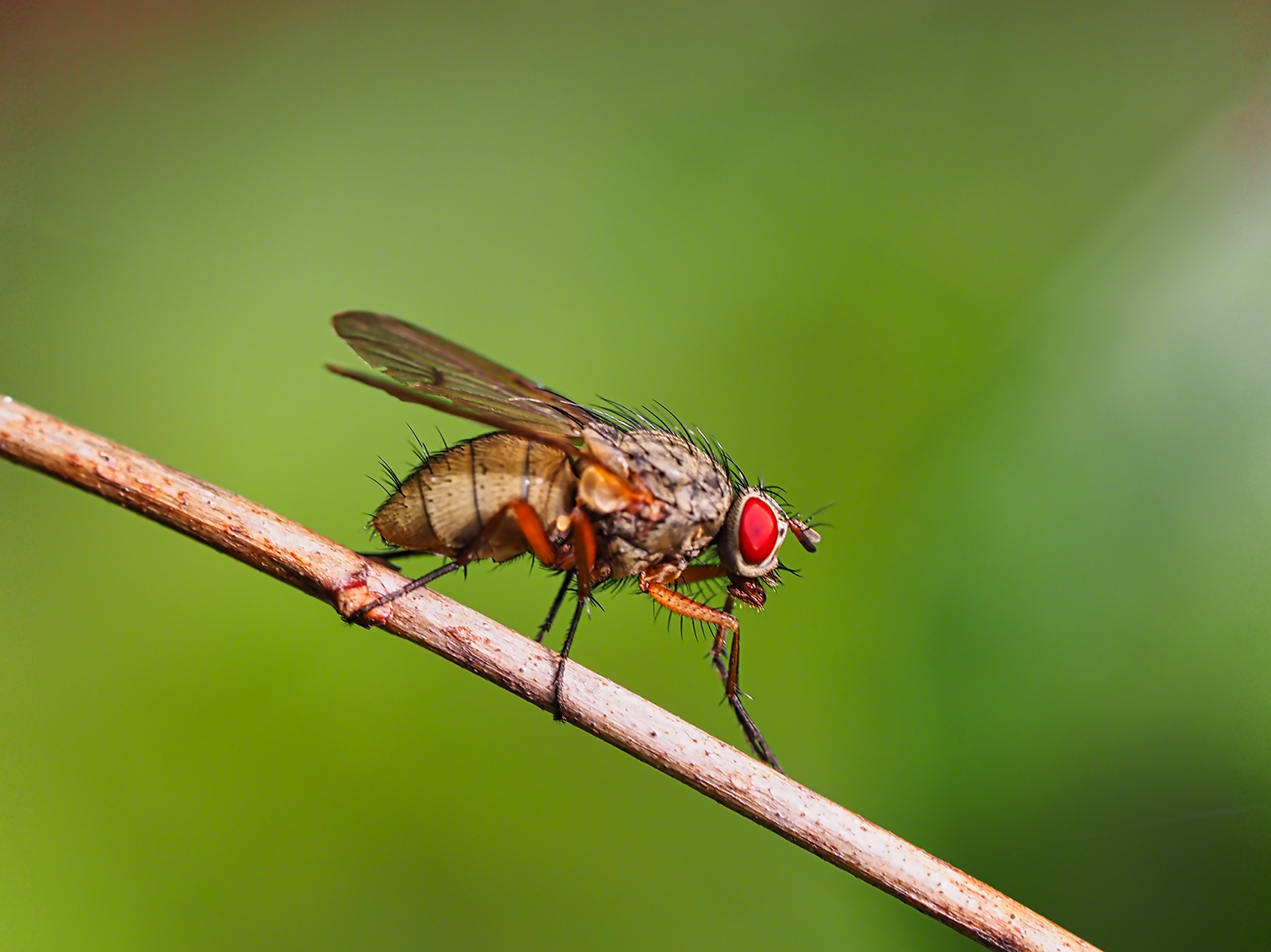 Engelwurz-Hausfliege (Phaonia angelicae)