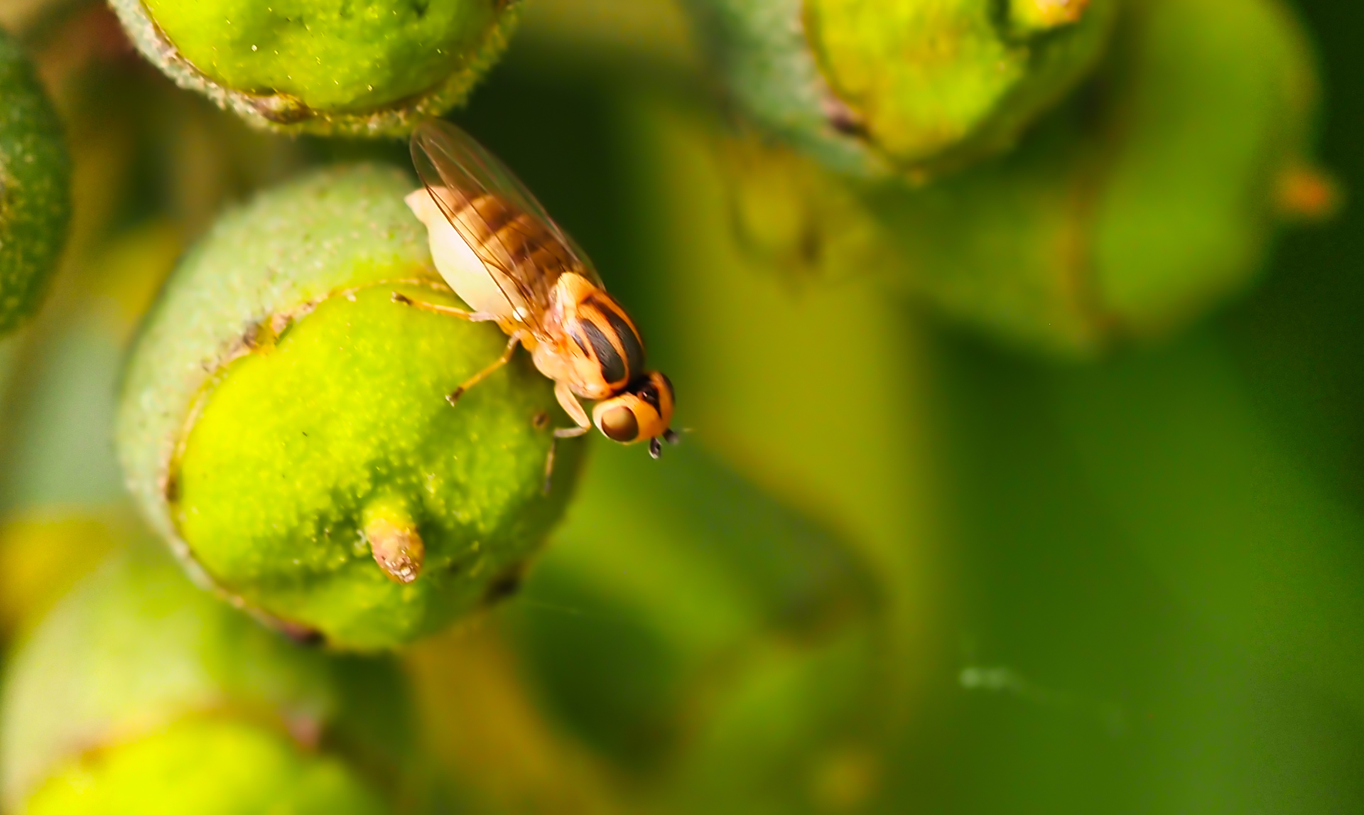 Gelbe Getreidehalmfliege (Chlorops pumilionis)