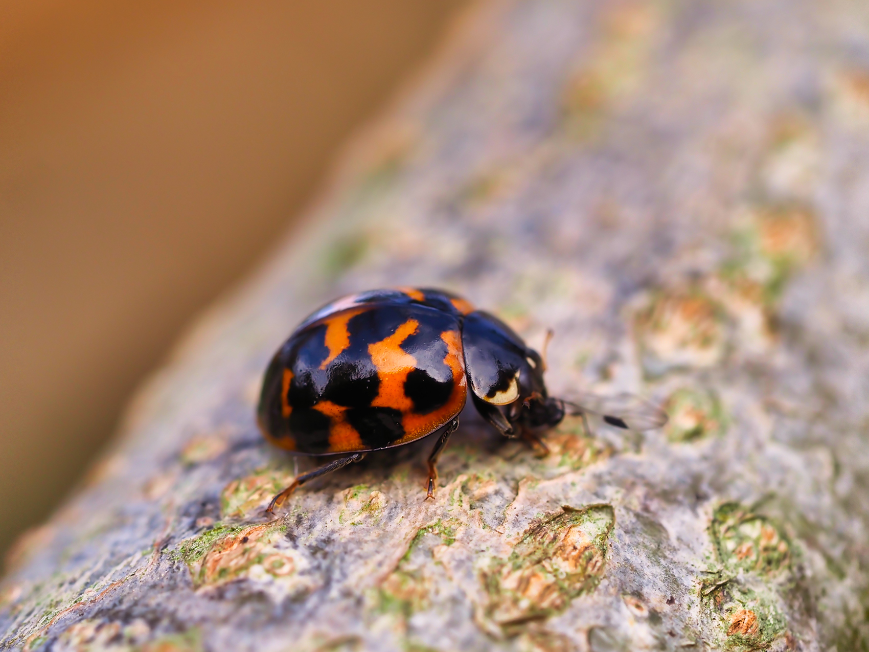 Asiatischer Marienkäfer (Harmonia axyridis) mit Pflanzenlaus als Beute