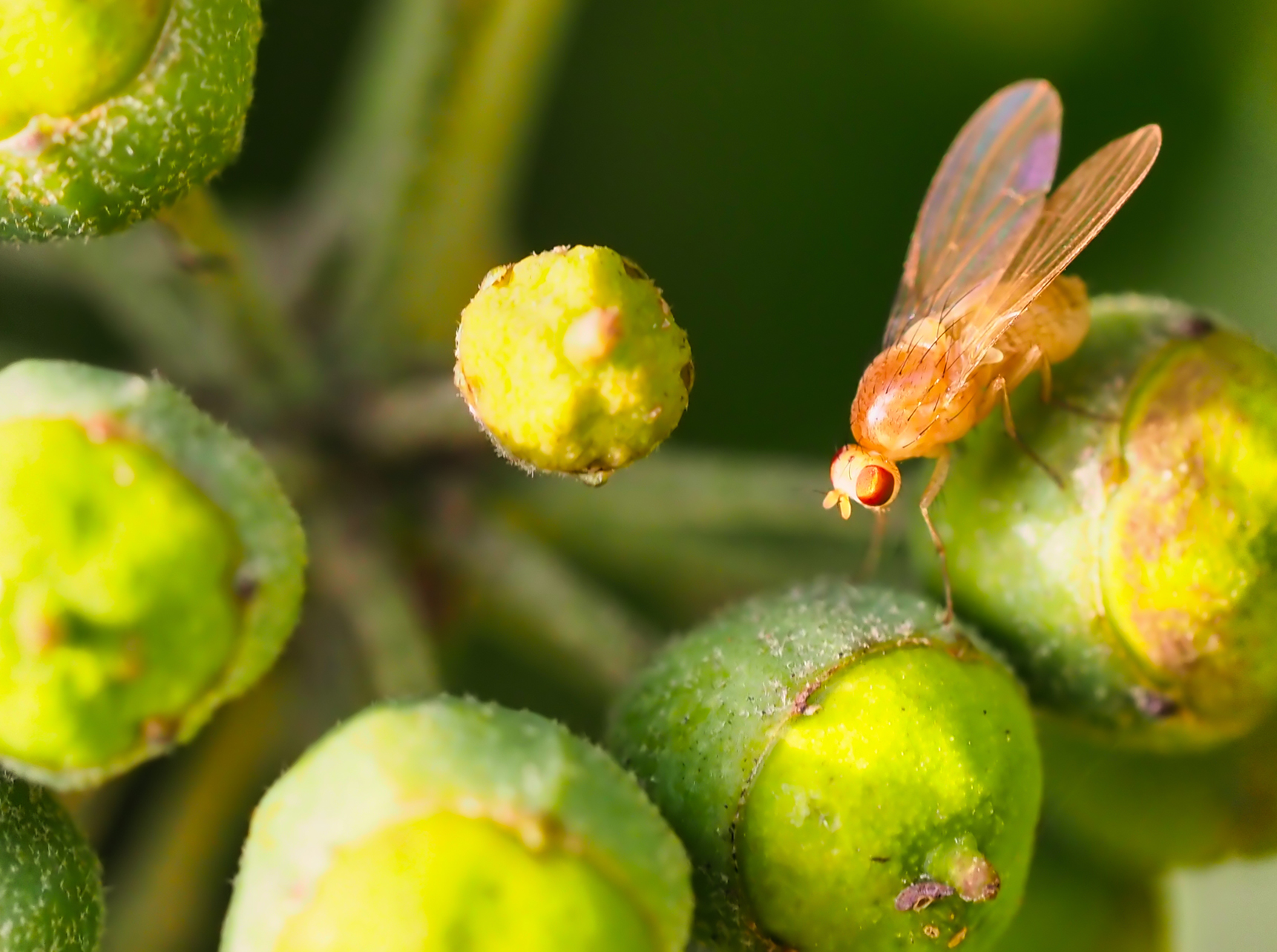 Polierfliege (Meiosimyza rorida)