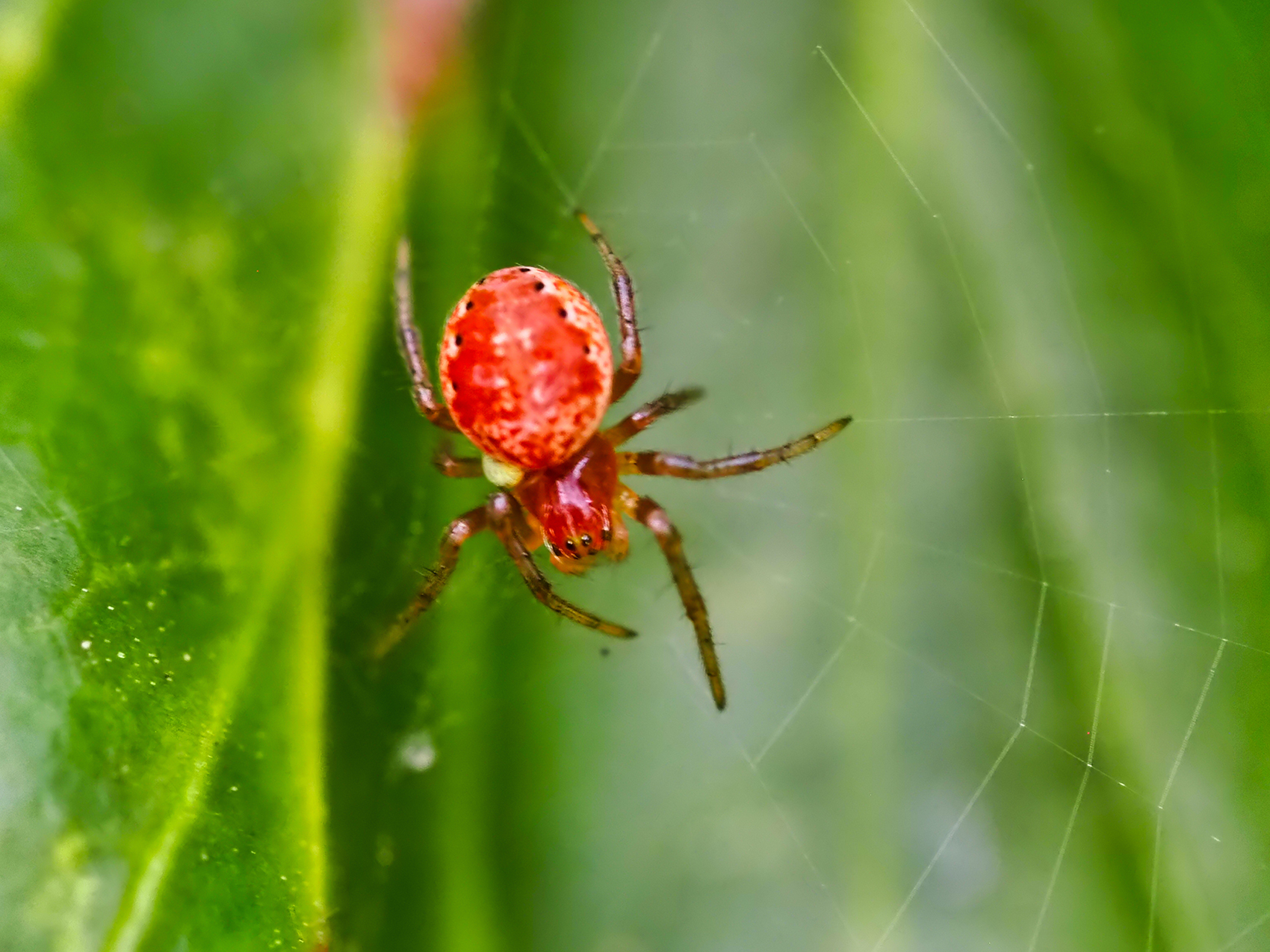 Rote Kürbisspinne (Araniella displicata)