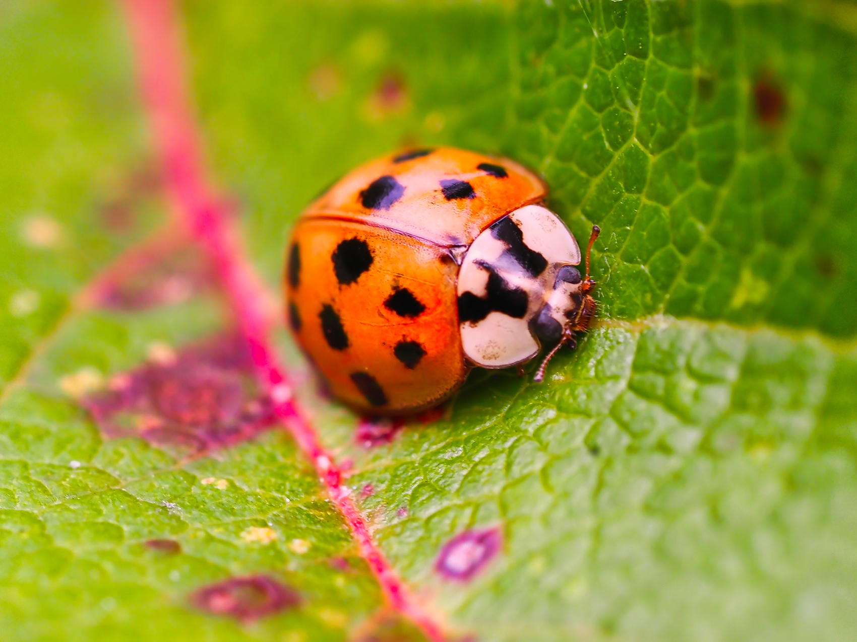 Asiatischer Marienkäfer (Harmonia axyridis)