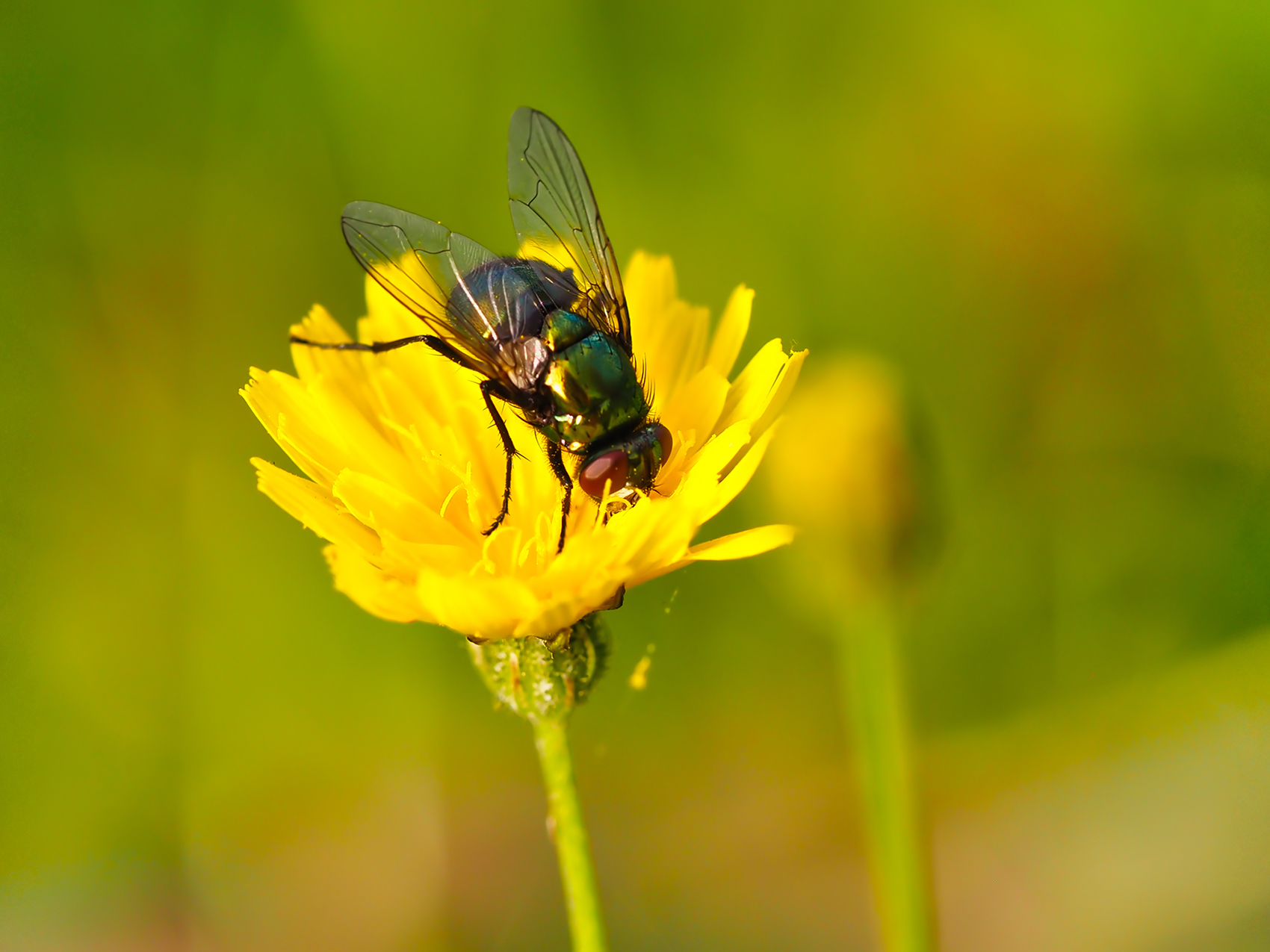 Echte Fliege (Neomyia cornicina)