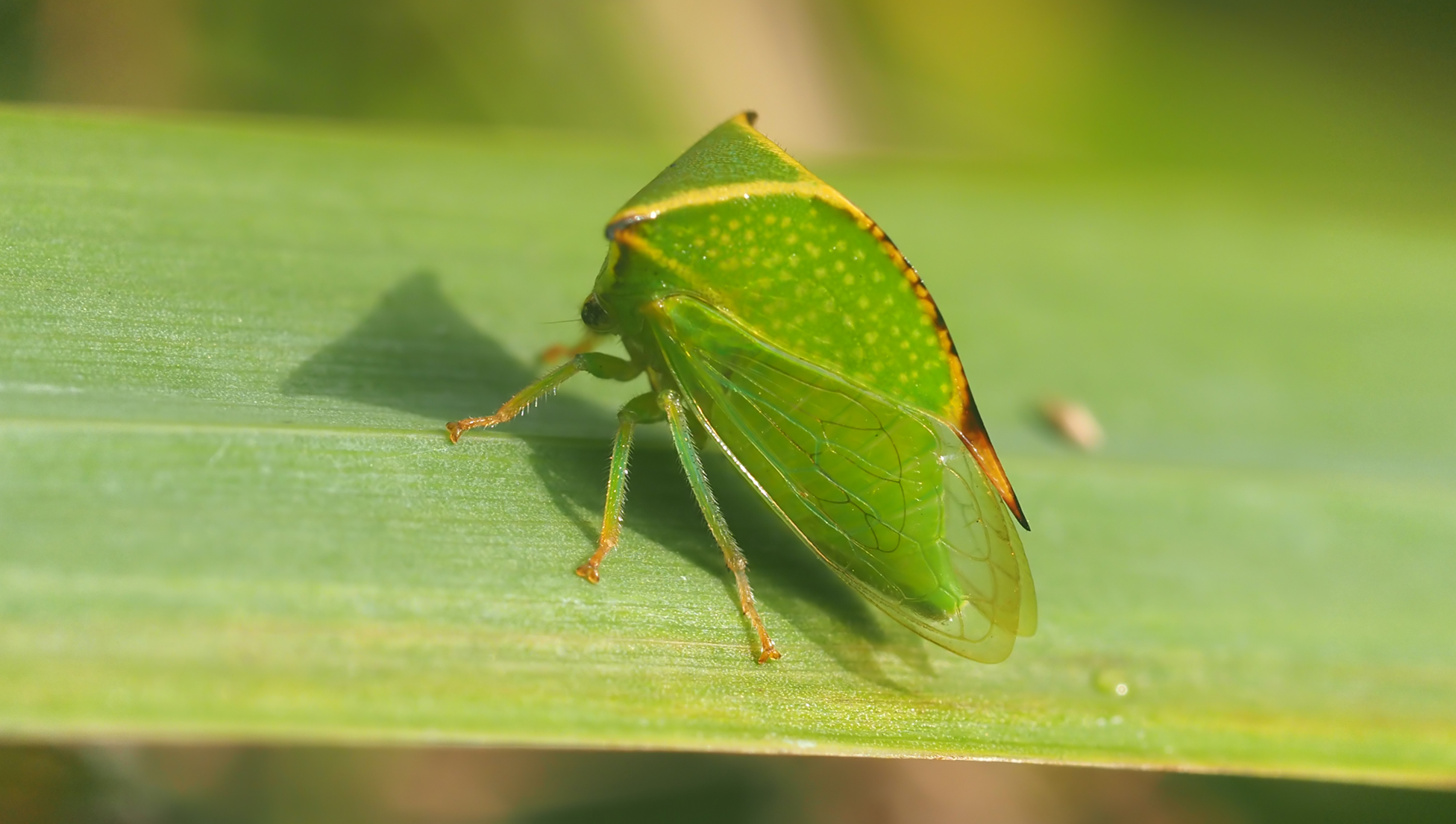 Büffelzikade (Stictocephala bisonia)