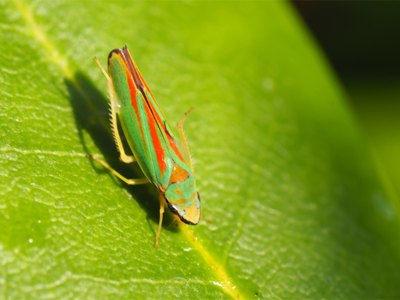 Rhododendron-Zikade (Graphocephala fennahi)