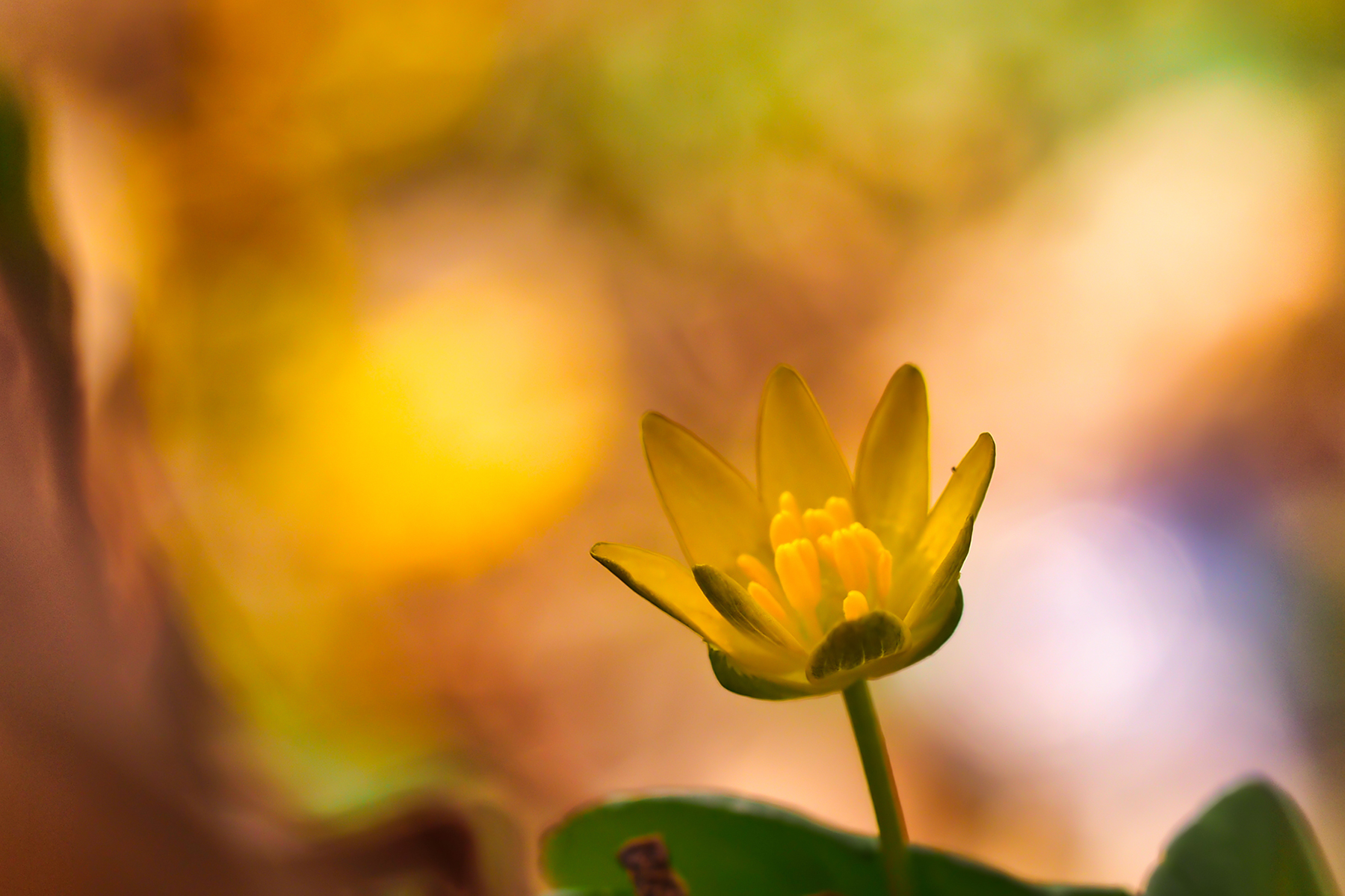 Scharbockskraut (Ranunculus ficaria)