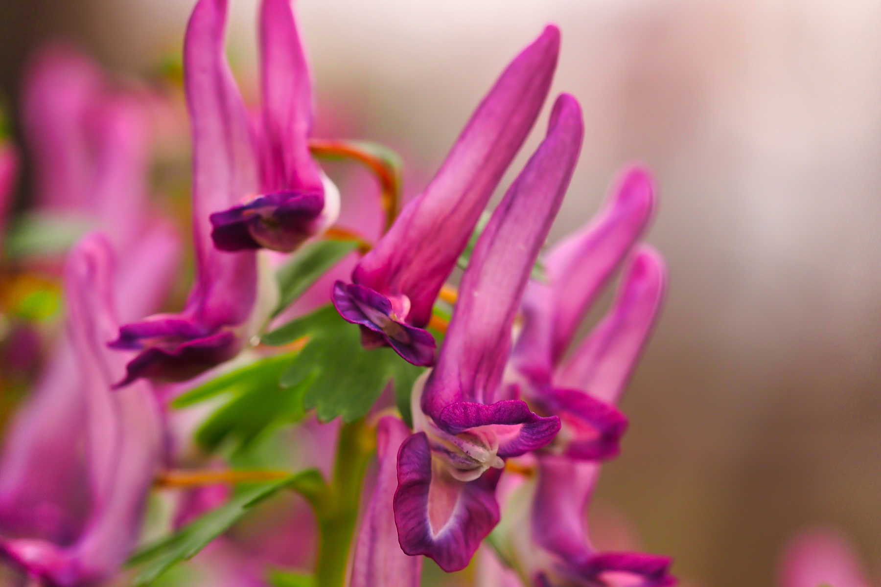 Hohler Lerchensporn (Corydalis cava)