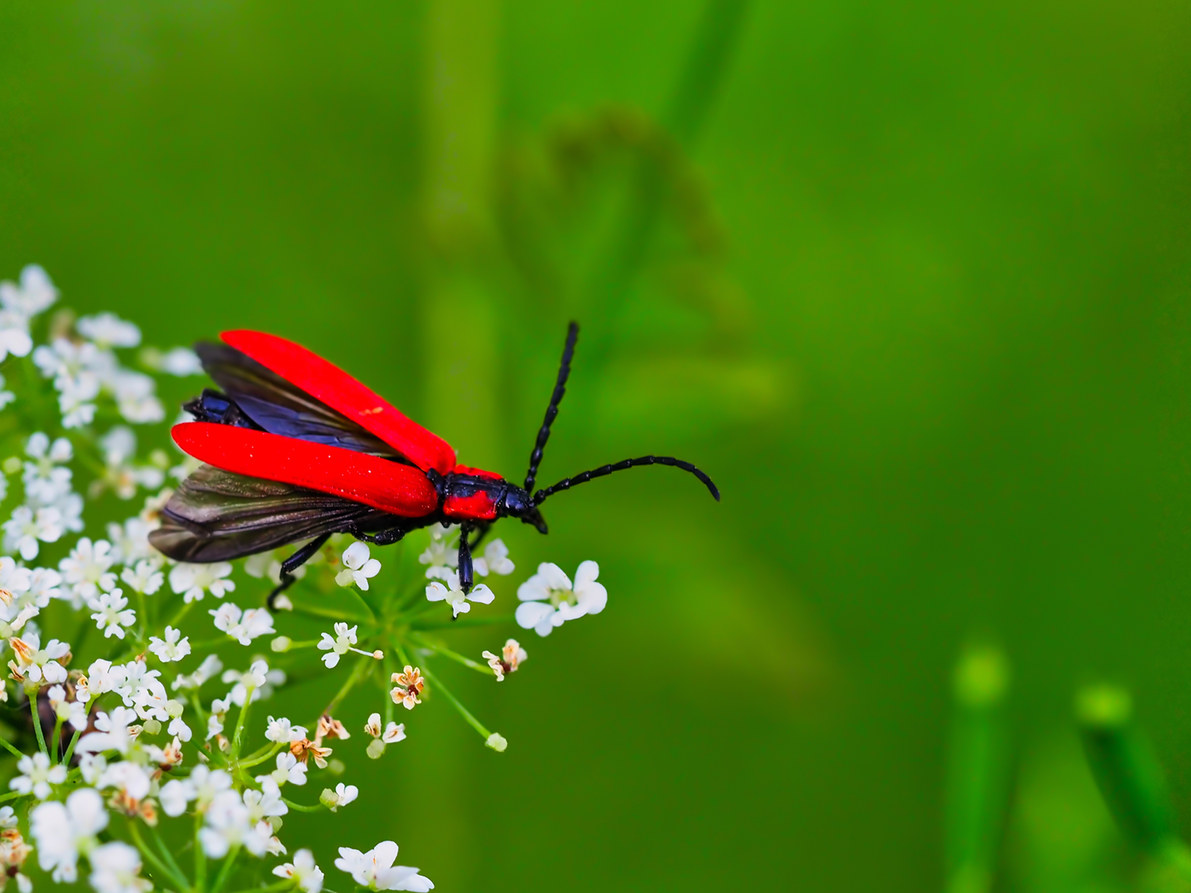 Scharlachroter Feuerkäfer (Pyrochroa coccinea)