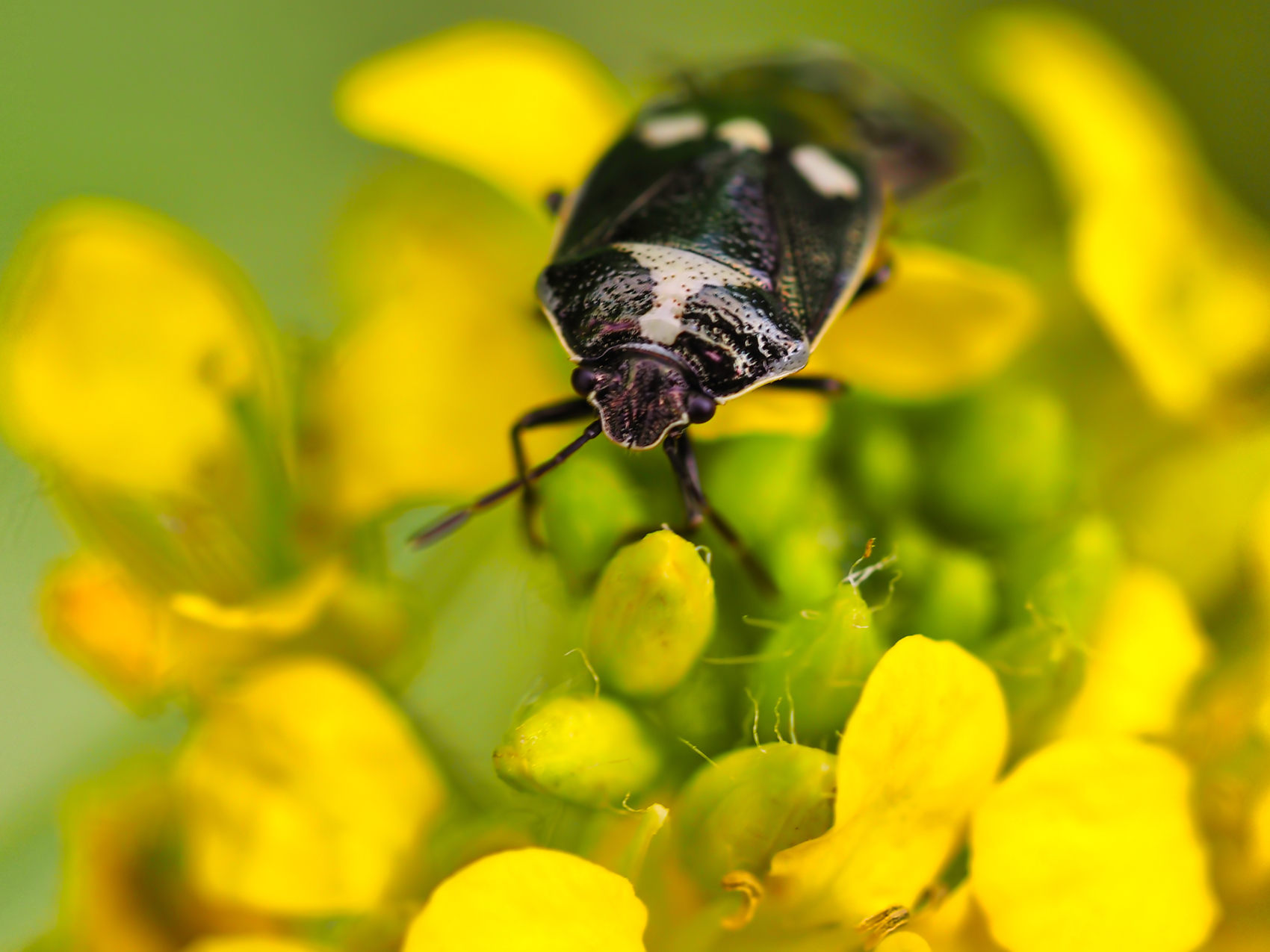 Kohlwanze (Eurydema oleraceum)