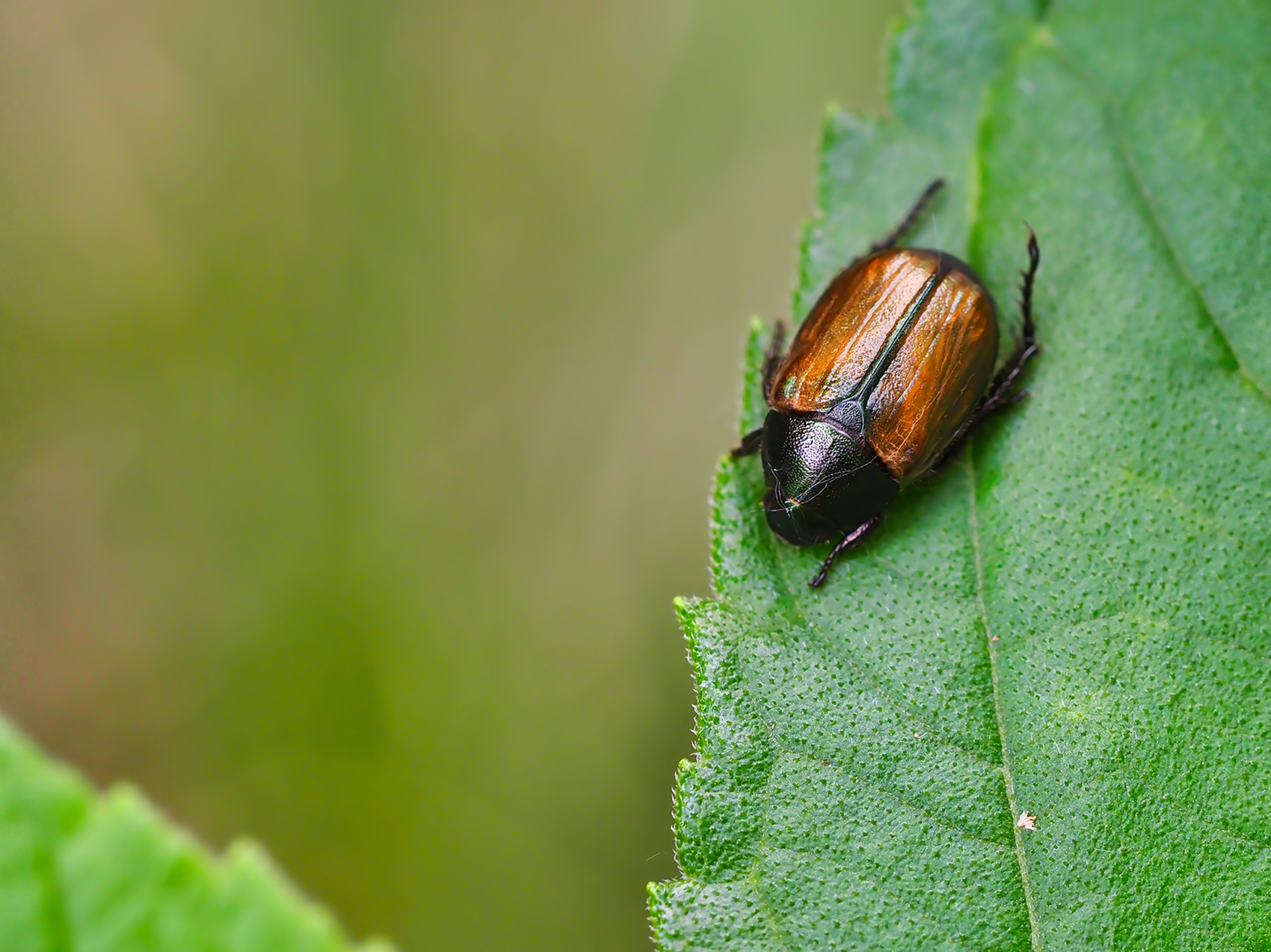 Gartenlaubkäfer (Phyllopertha horticola)