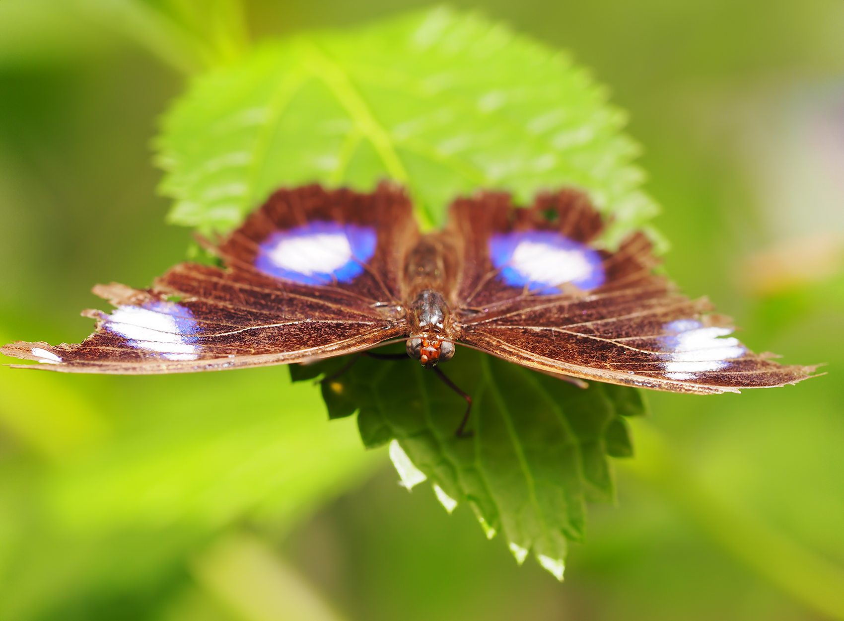 Gewöhnliche Eierfliege (Hypolimnas bolina)