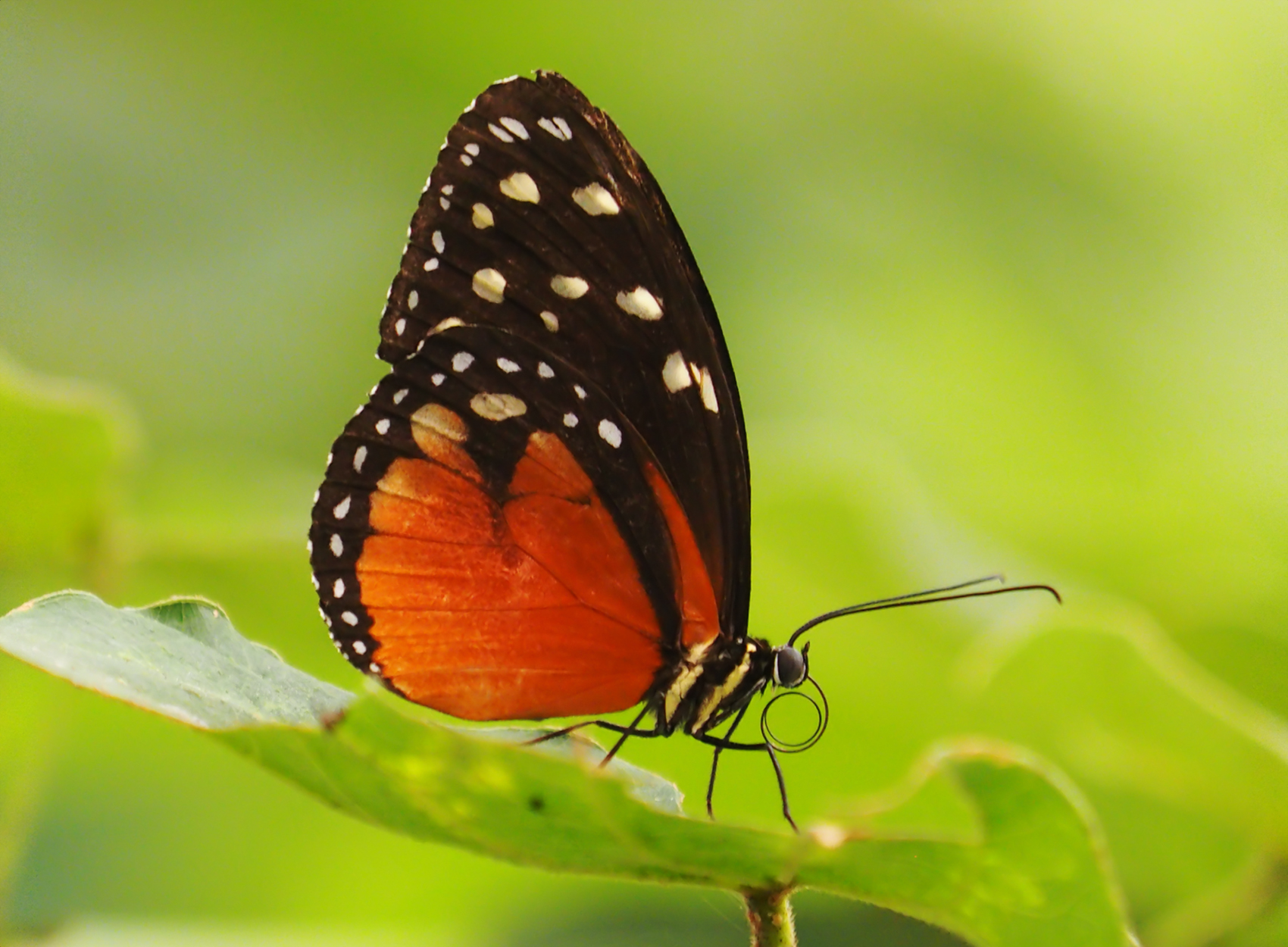 Grosser Hekale (Heliconius hecale)