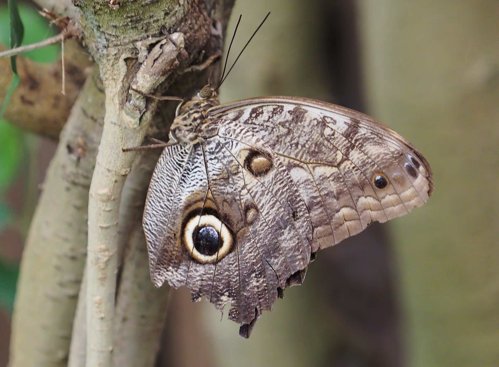 Bananenfalter (Caligo uranus)