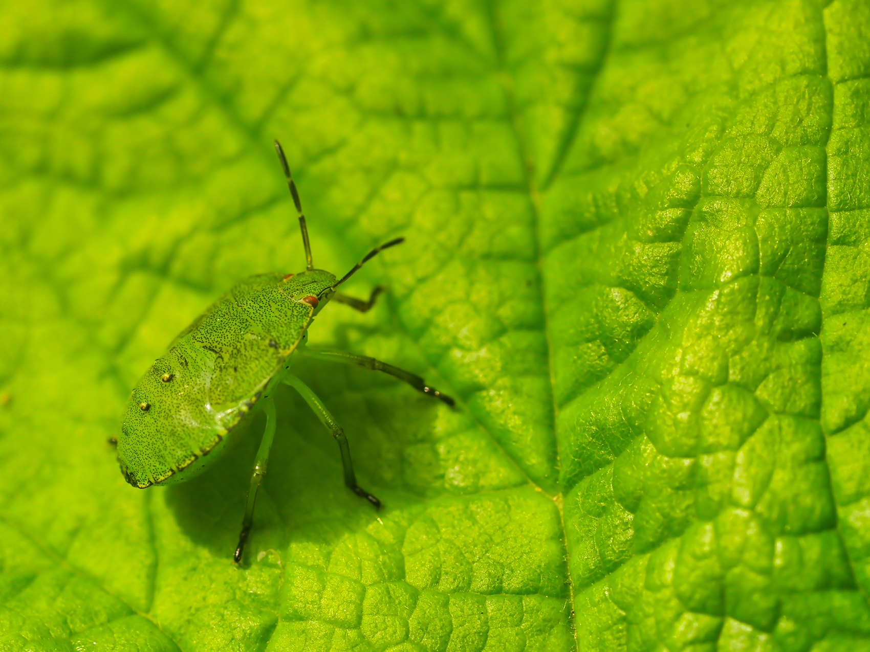 Grüne Stinkwanze (Palomena prasina)