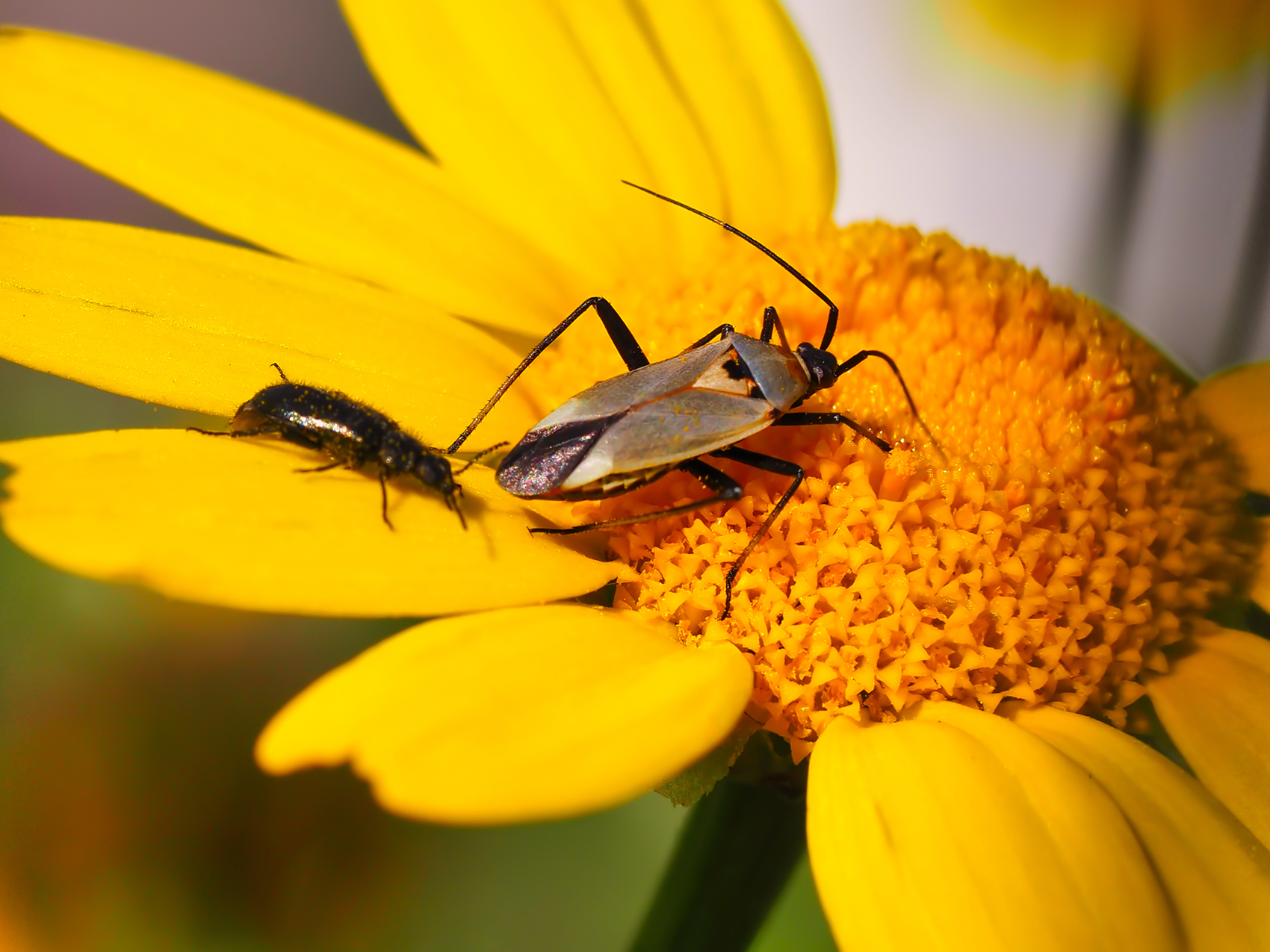 Zweipunktige Wiesenwanze (Closterotomus norwegicus)