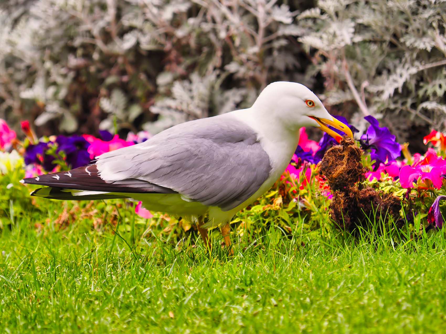 Mittelmeermöwe02 (Larus michahellis)