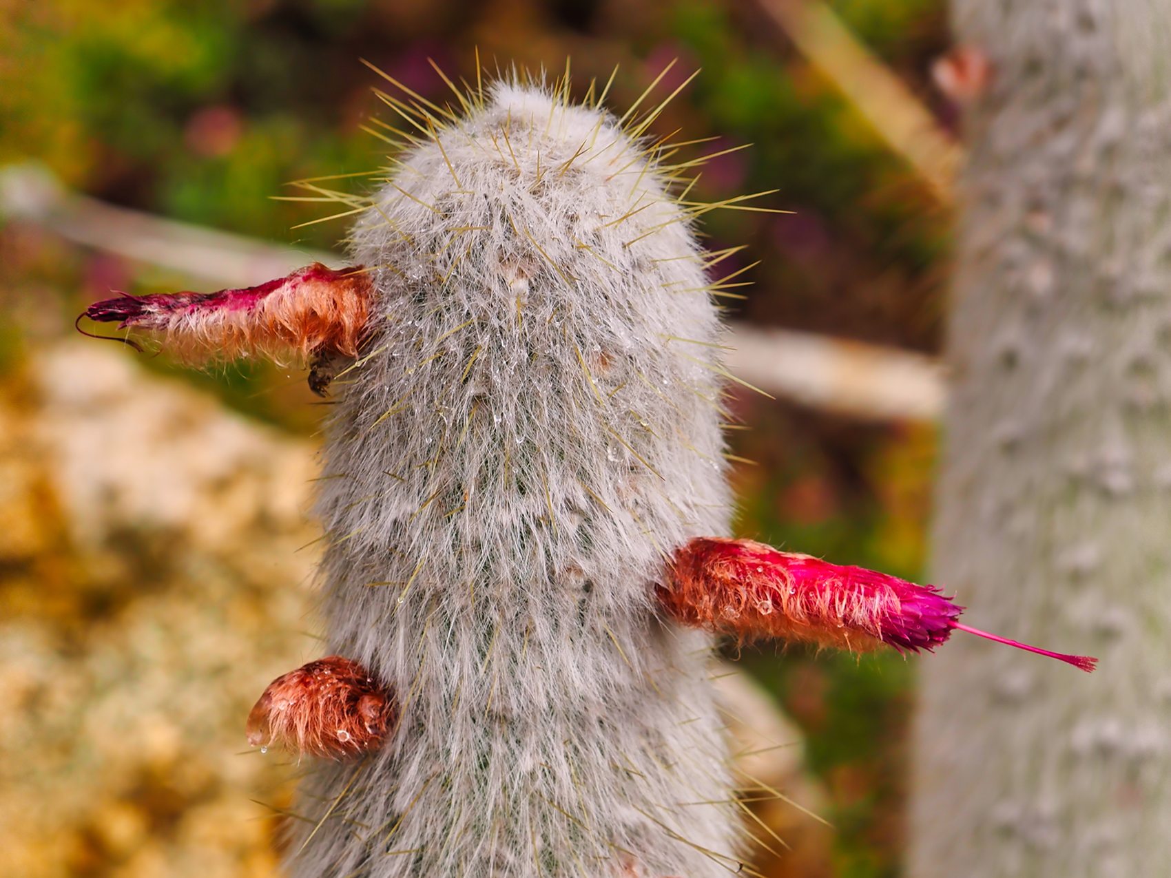 Affenschwanzkaktus (Cleistocactus colademononis)