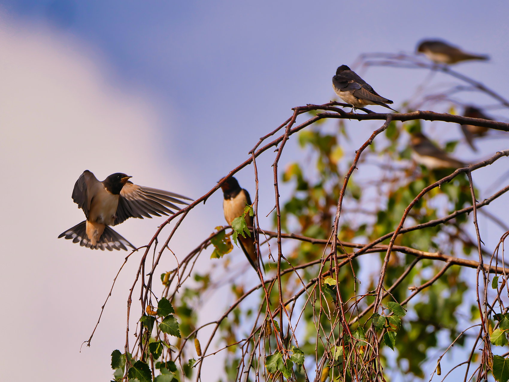 Rauchschwalben (Hirundo rustica)