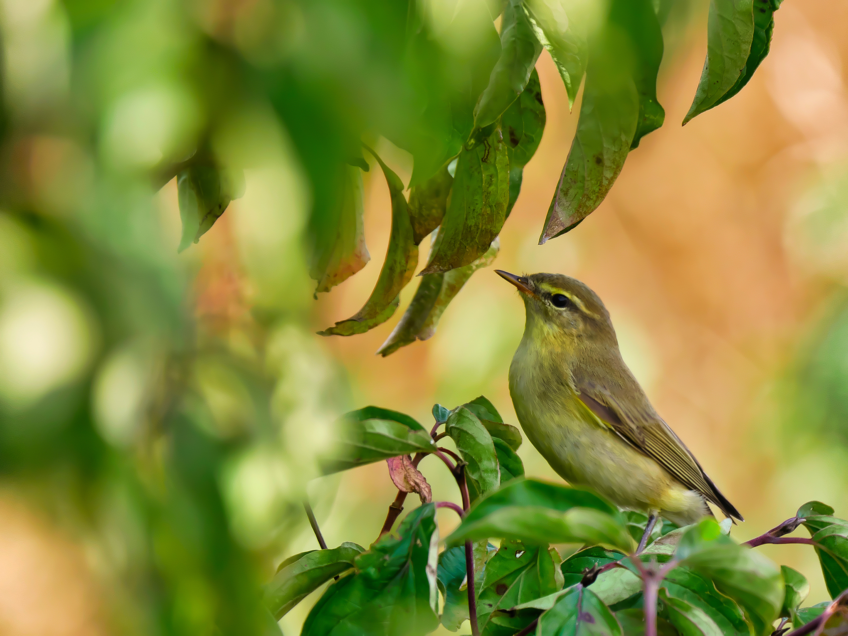 Fitis01 (Phylloscopus trochilus)