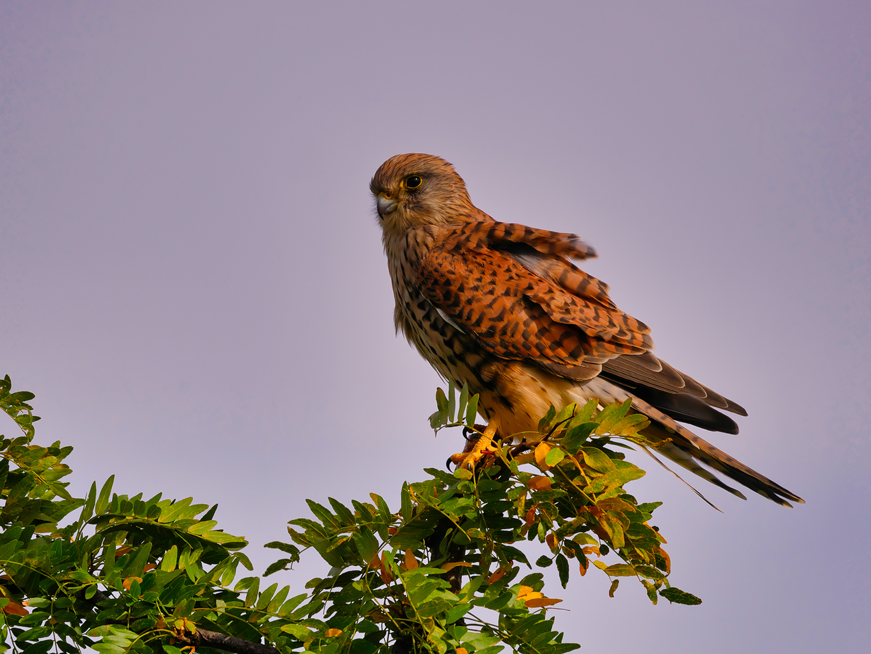 Turmfalke05 f. (Falco tinnunculus)