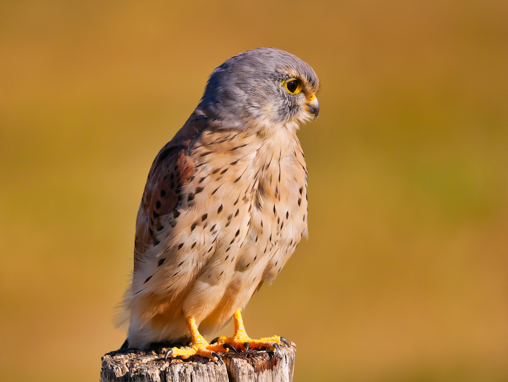 Turmfalke03 m. (Falco tinnunculus)