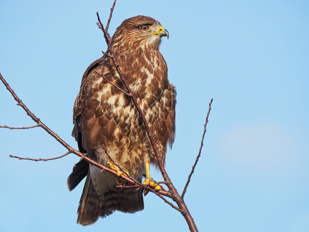 Mäusebussard03 (Buteo buteo)