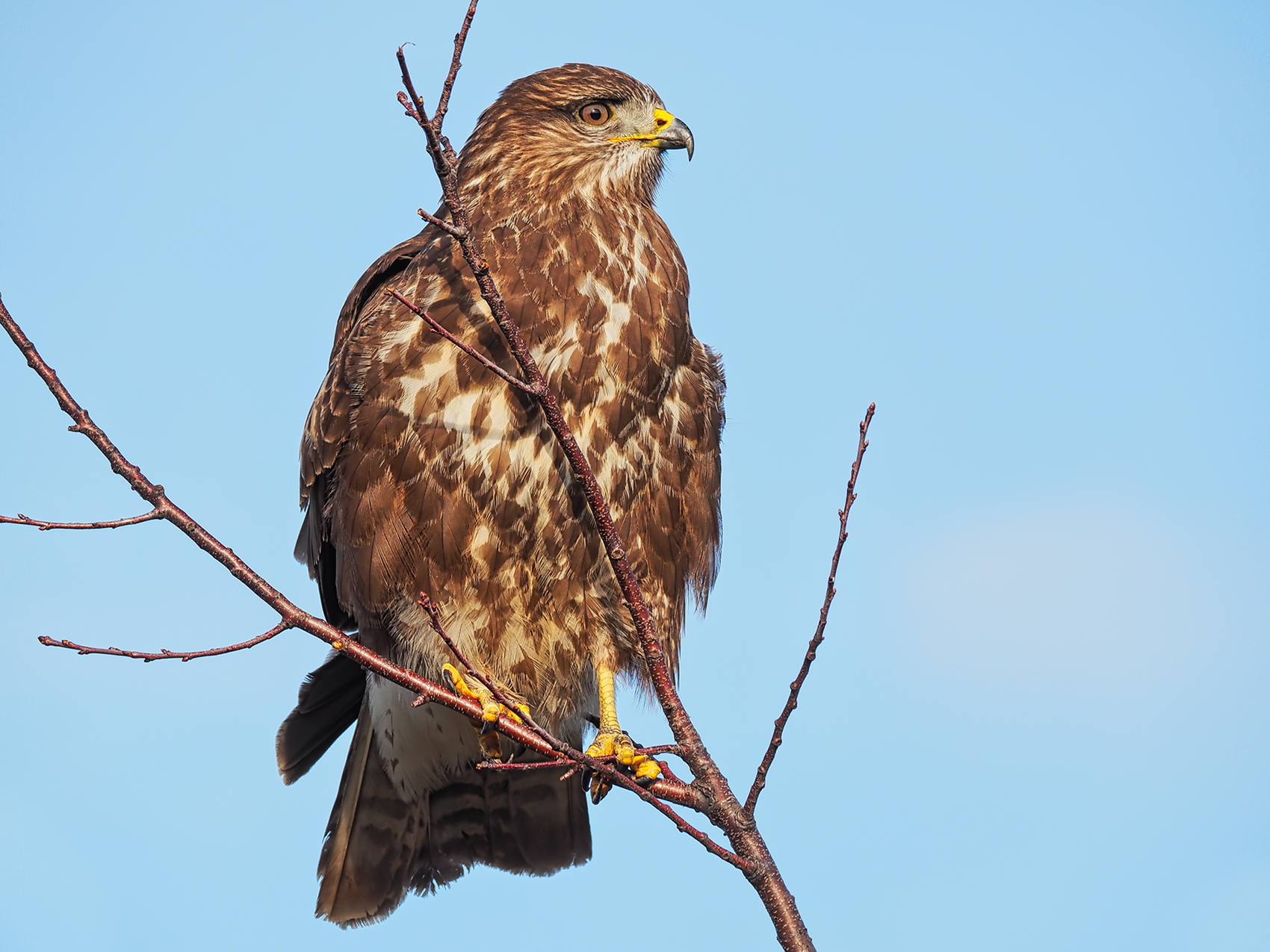 Mäusebussard03 (Buteo buteo)