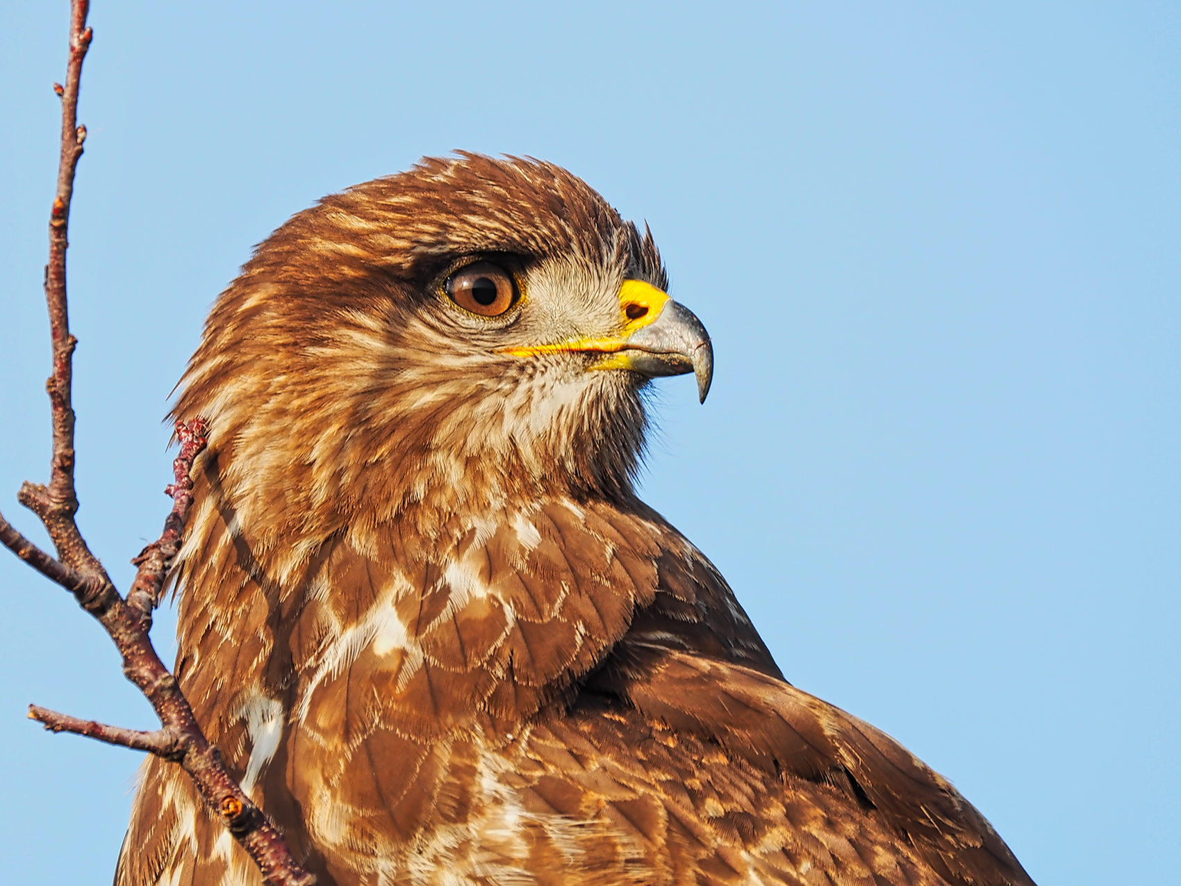 Mäusebussard02 (Buteo buteo)