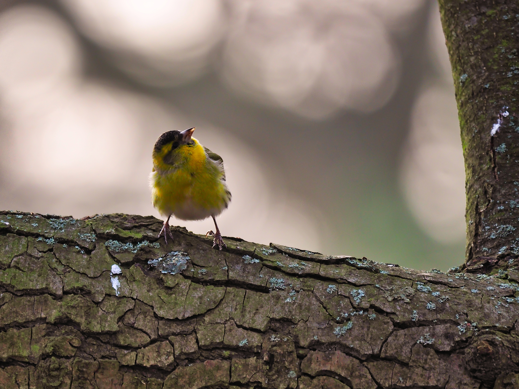 Erlenzeisig m. (Carduelis spinus)