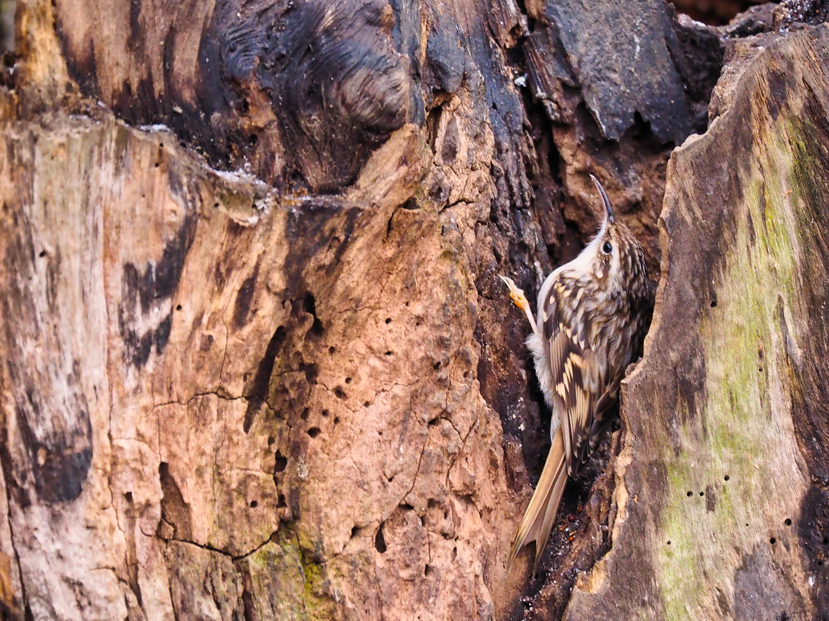 Gartenbaumläufer06 (Certhia brachydactyla)