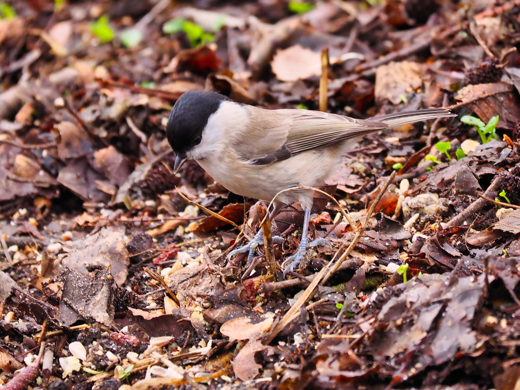 Sumpfmeise (Parus palustris)