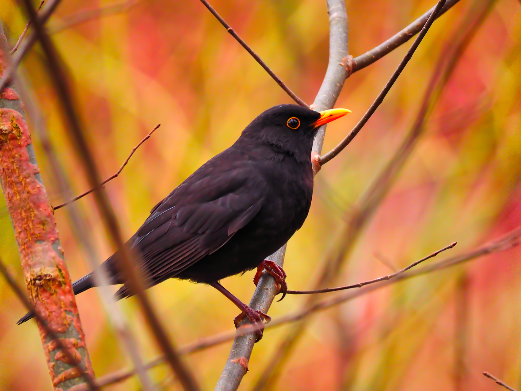 Amsel m.01 (Turdus merula)