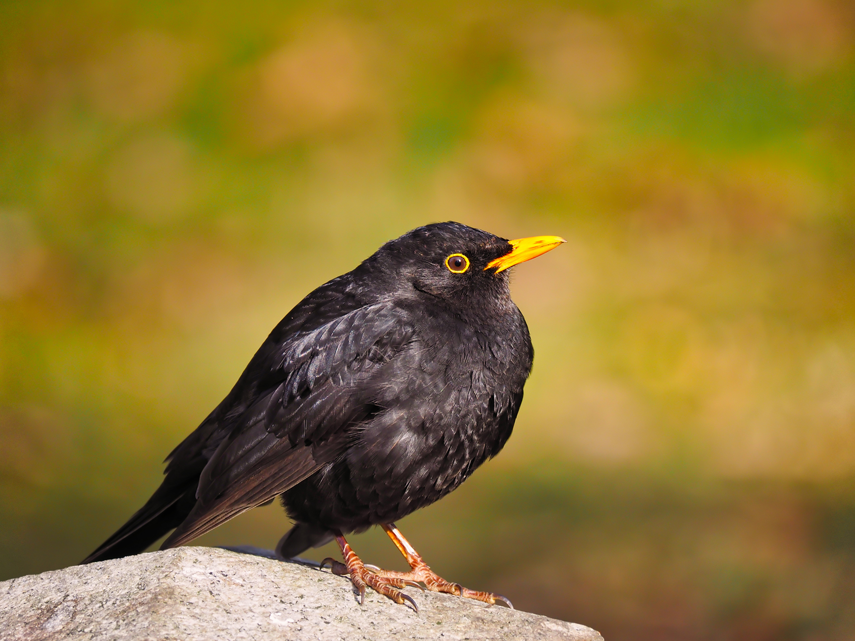 Amsel m.02 (Turdus merula)