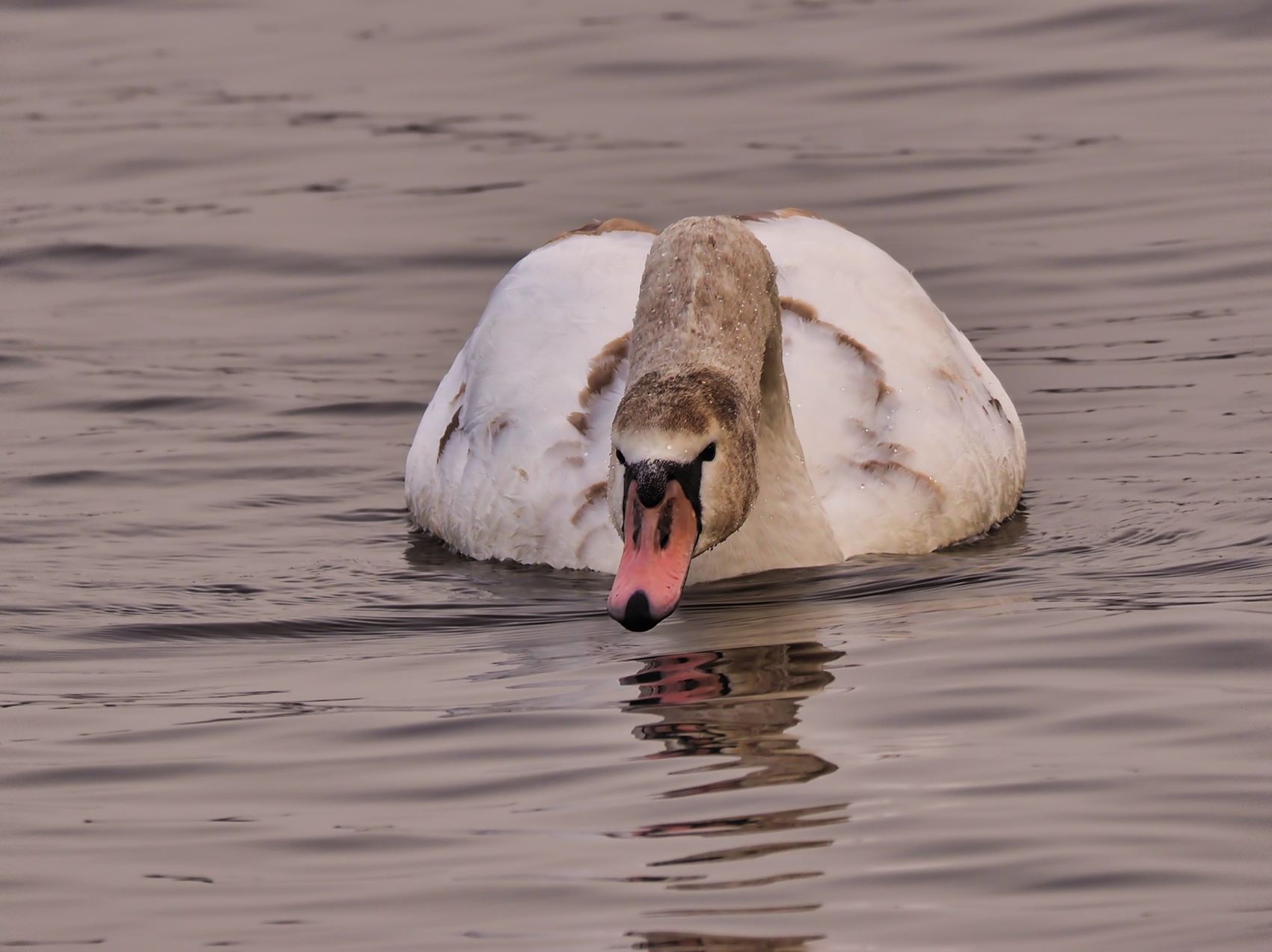 Höckerschwan03 (Cygnus olor)