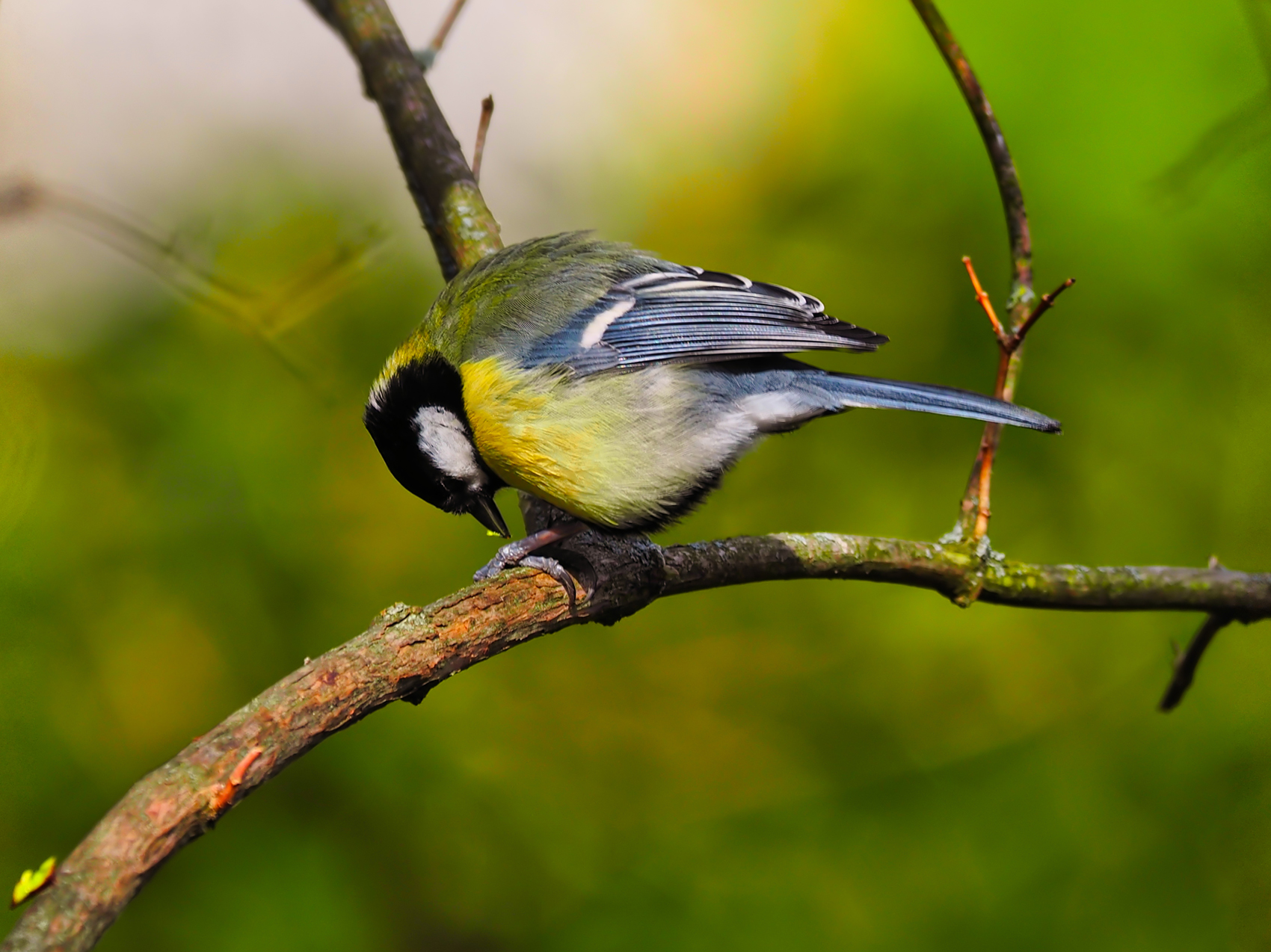 Kohlmeise04 (Parus major)