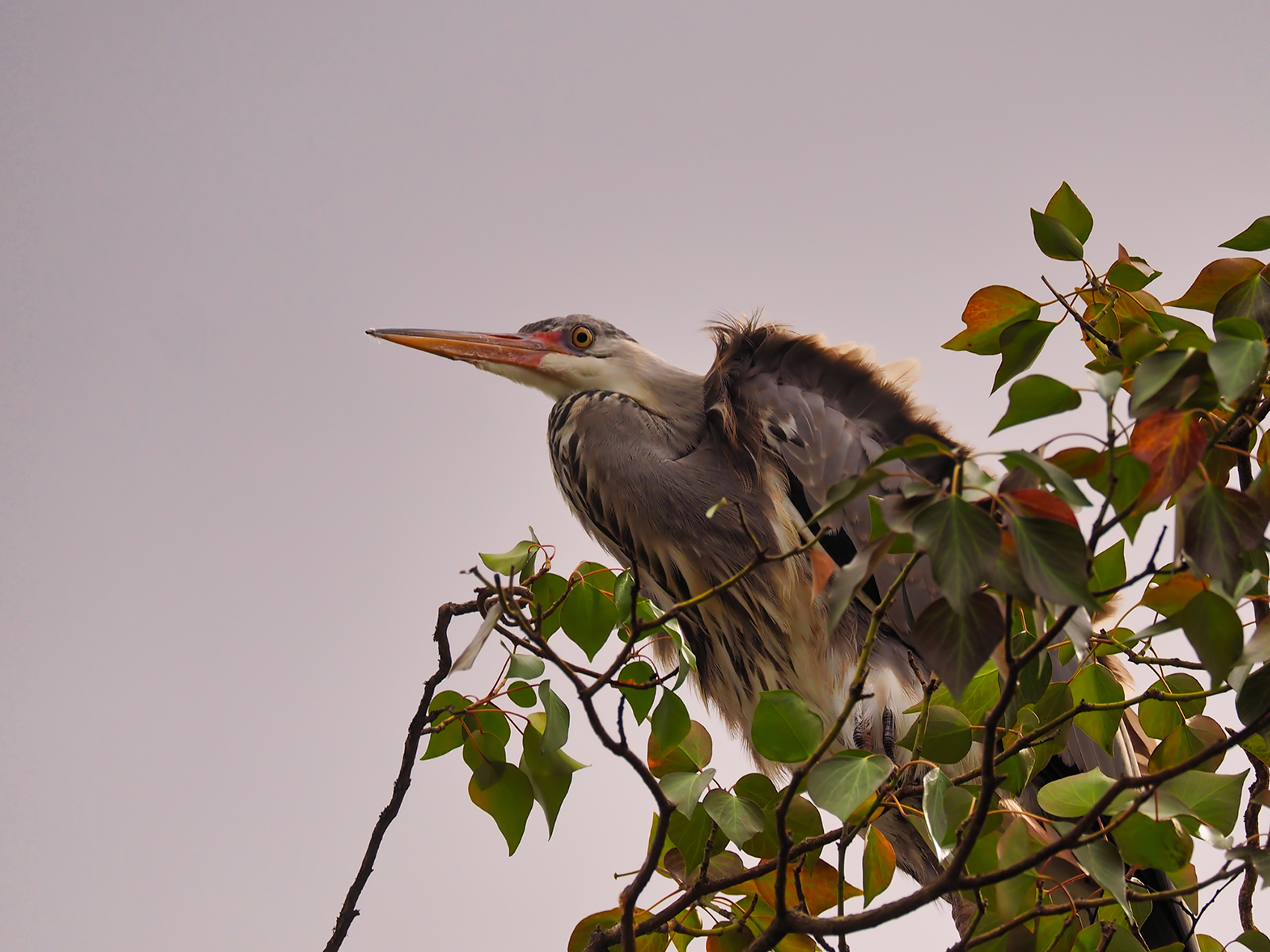 Graureiher02 (Ardea cinerea)