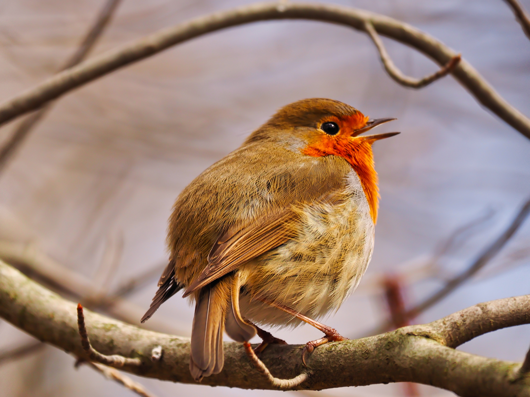 Rotkehlchen01 (Erithacus rubecula)