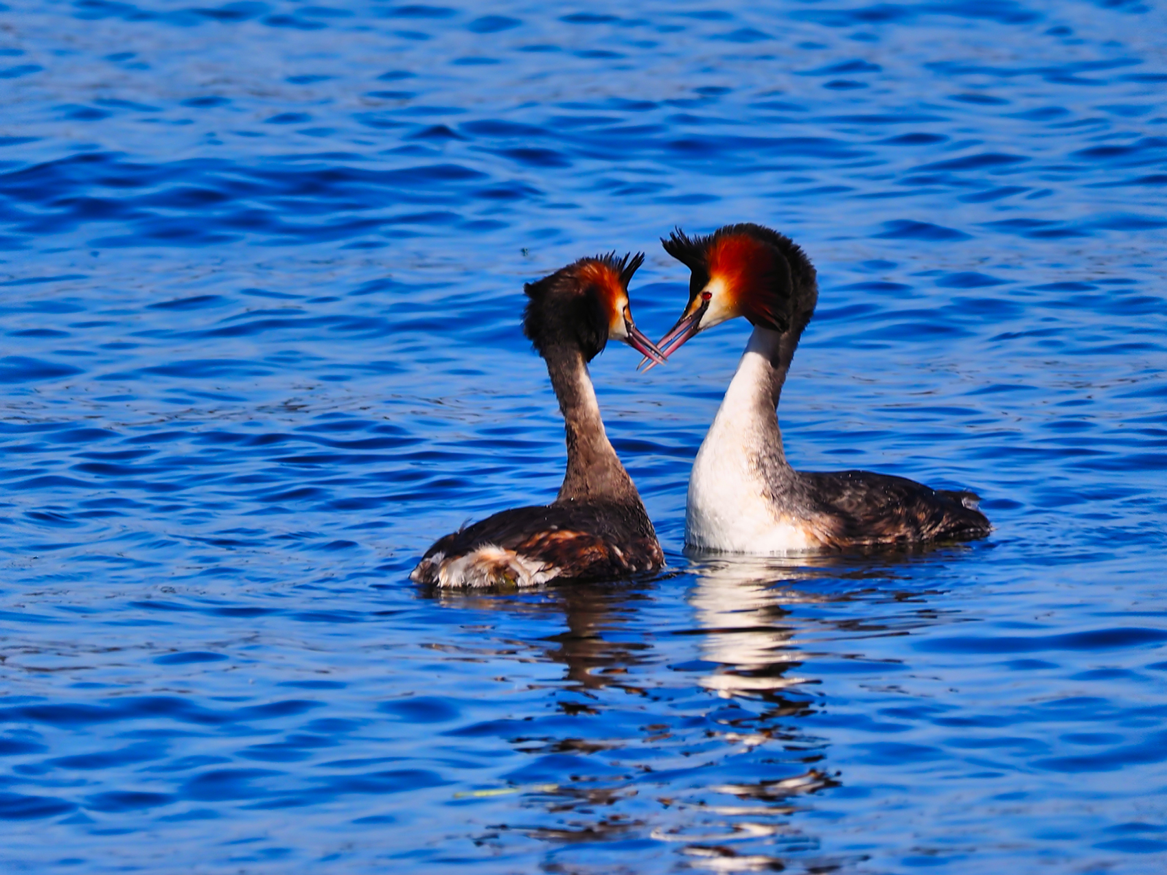 Haubentaucher01 (Podiceps cristatus)