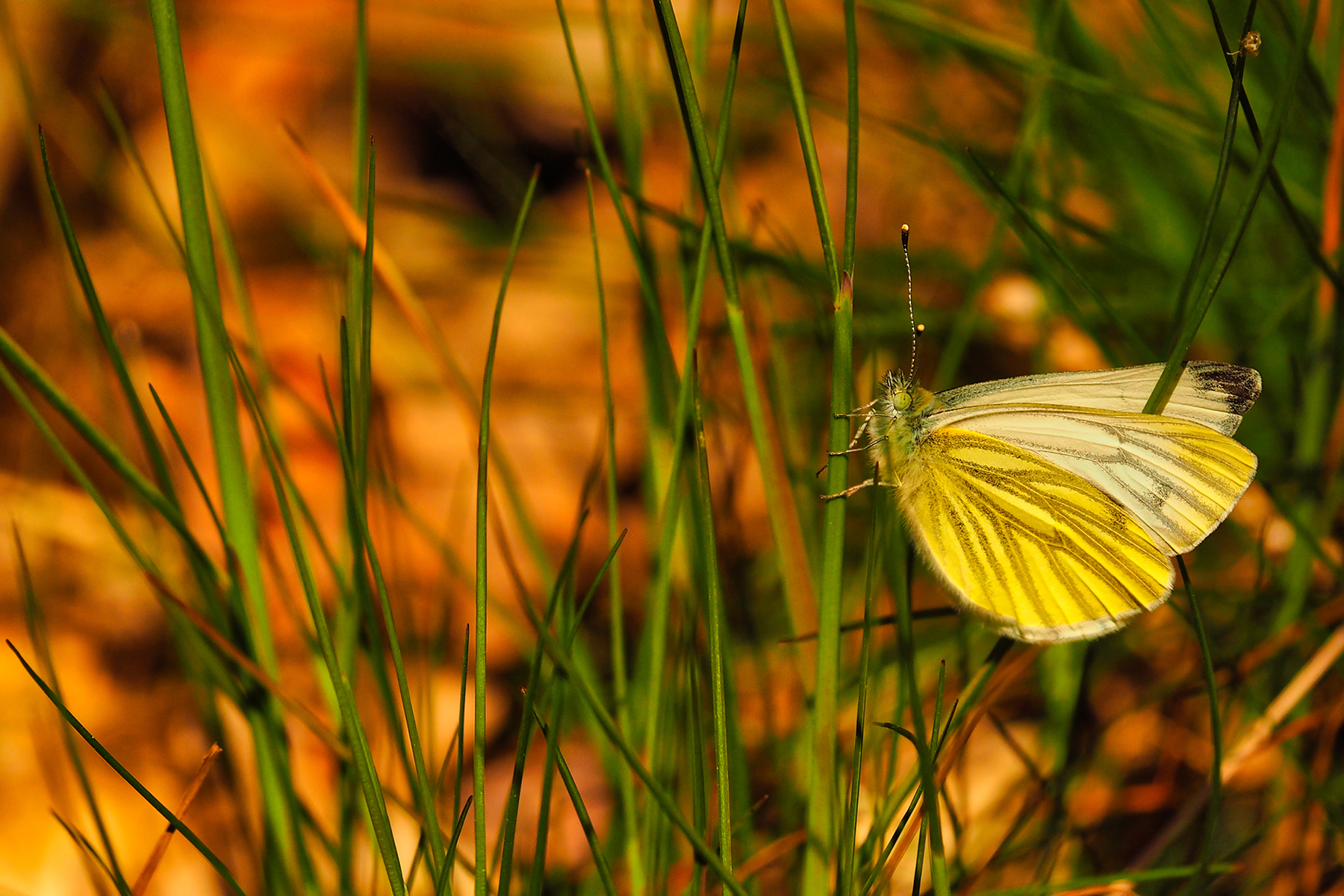 Grünader-Weissling (Pieris napi)