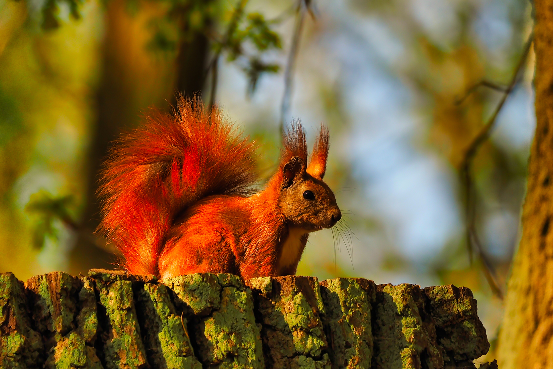 Eurasisches Eichhörnchen04 (Sciurus vulgaris)