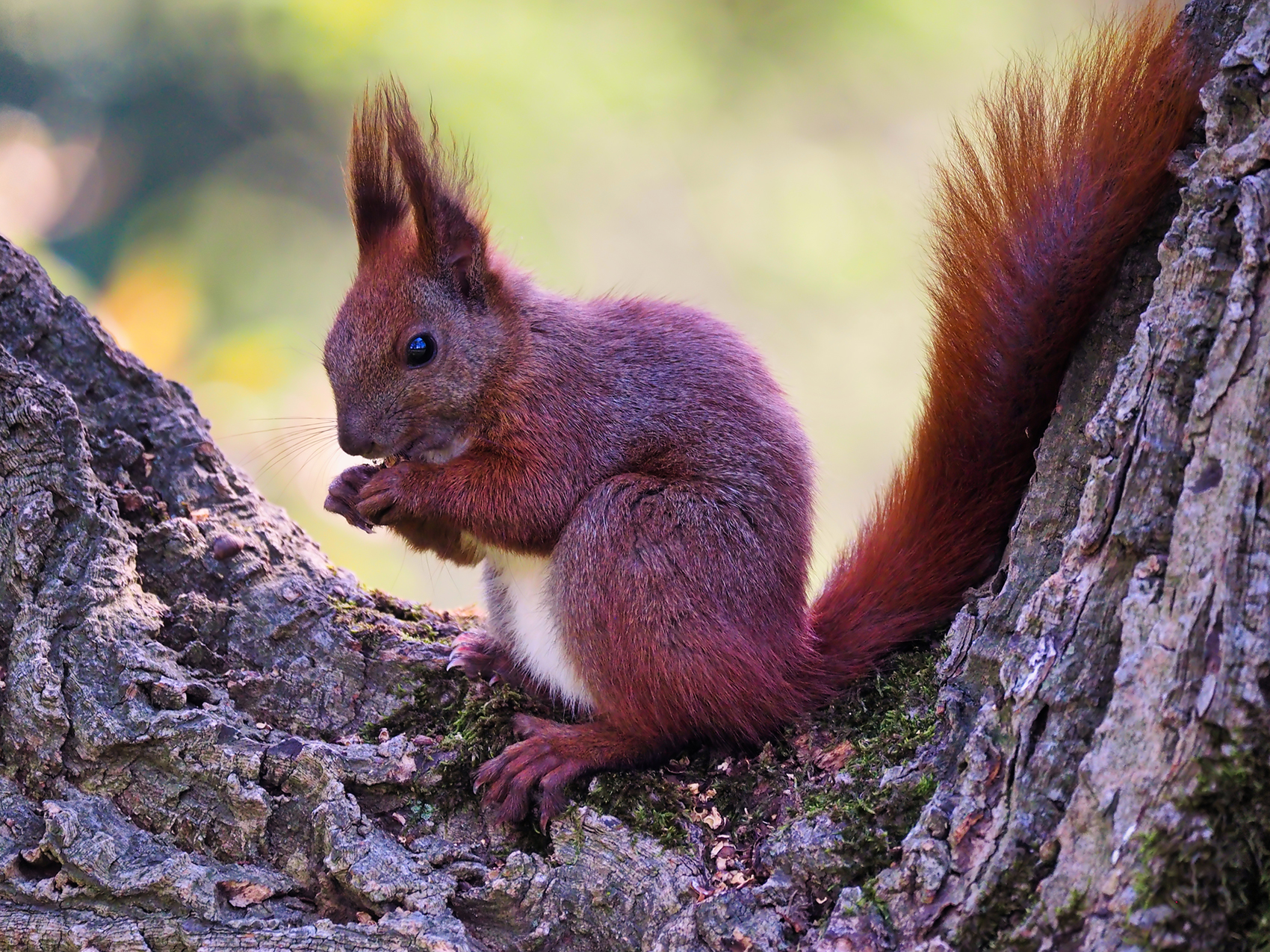 Eurasisches Eichhörnchen05 (Sciurus vulgaris)