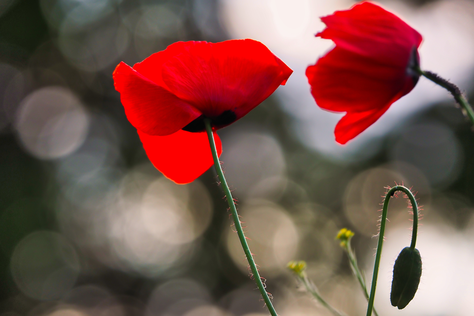 Klatschmohn01 (Papaver rhoeas)