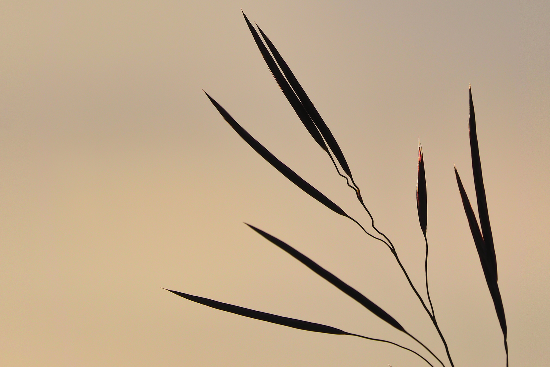 Riesen-Straußgras (Agrostis gigantea)