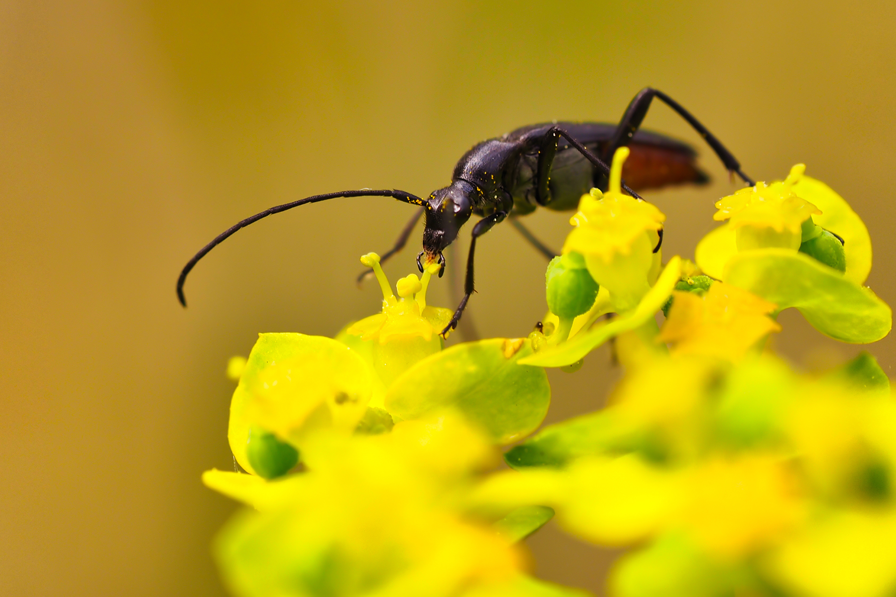 Schwarzer Schmalbock (Stenurella nigra)