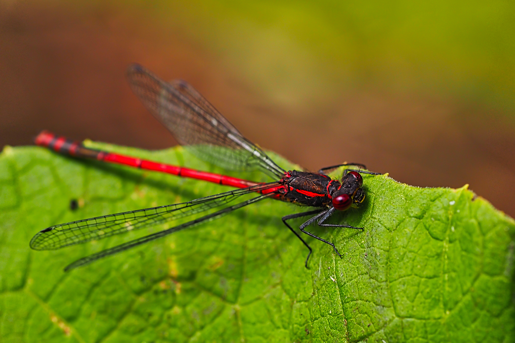 Frühe Adonislibelle (Pyrrhosoma nymphula)