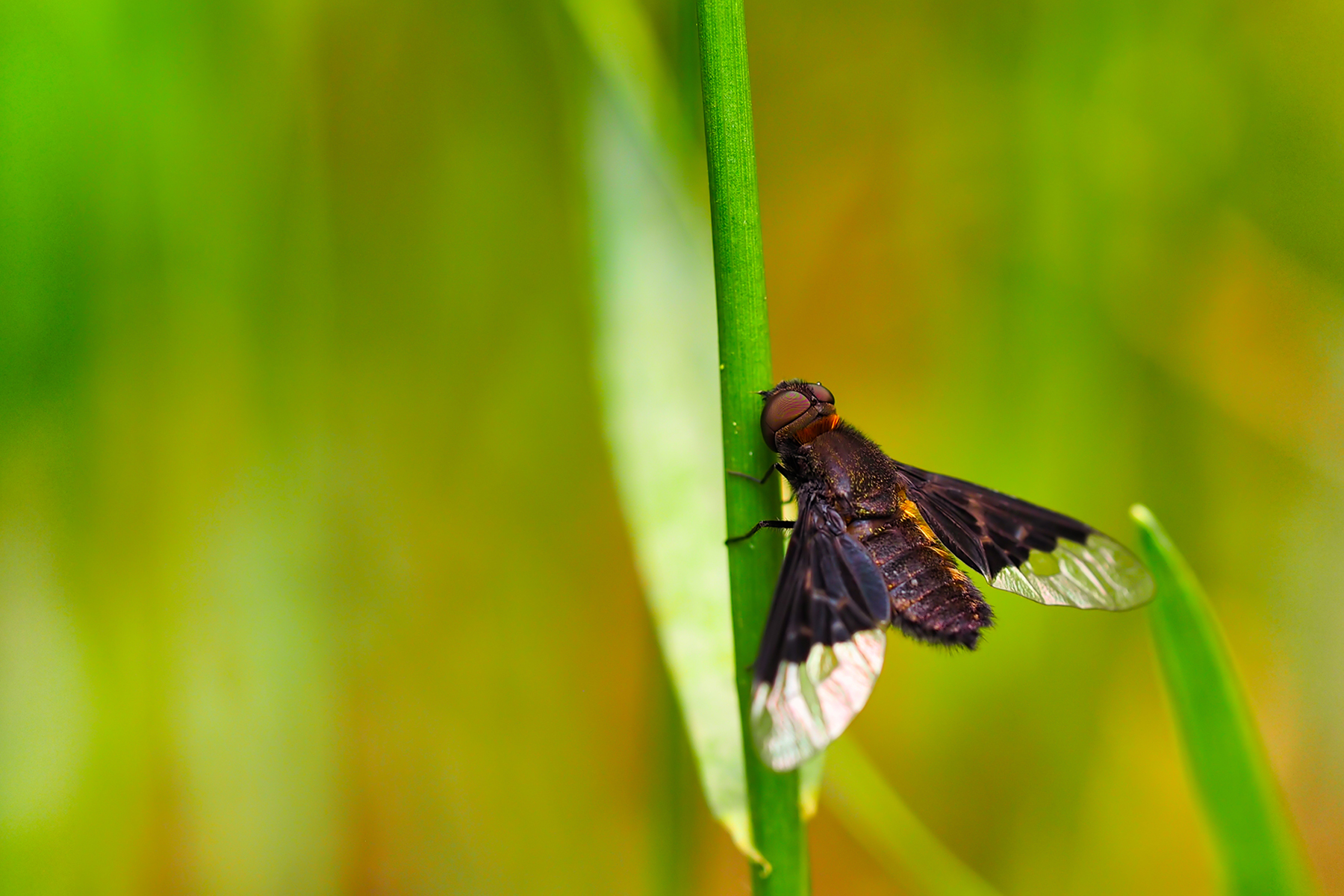 Schweber (Hemipenthes morio)